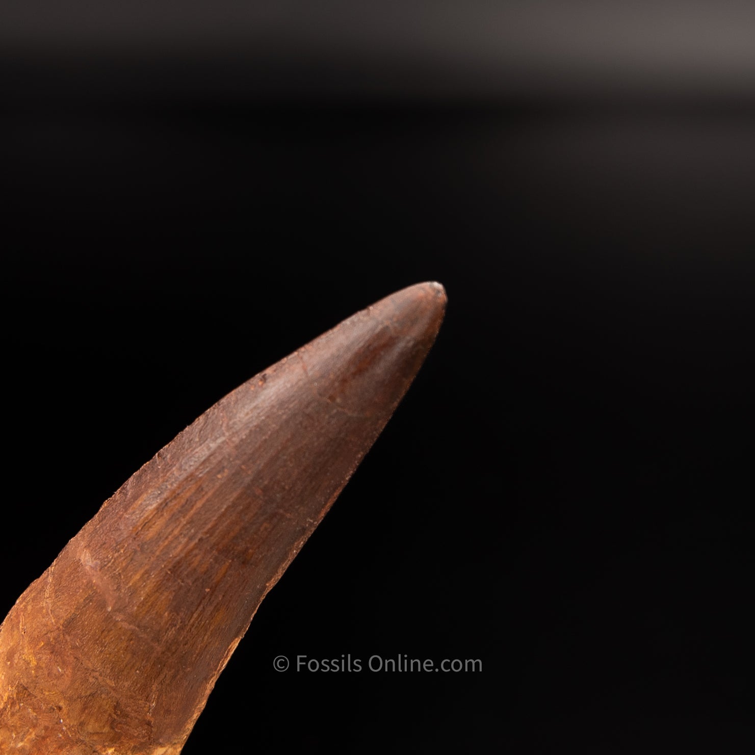 Pristine Spinosaurus Dinosaur Tooth 4.35"