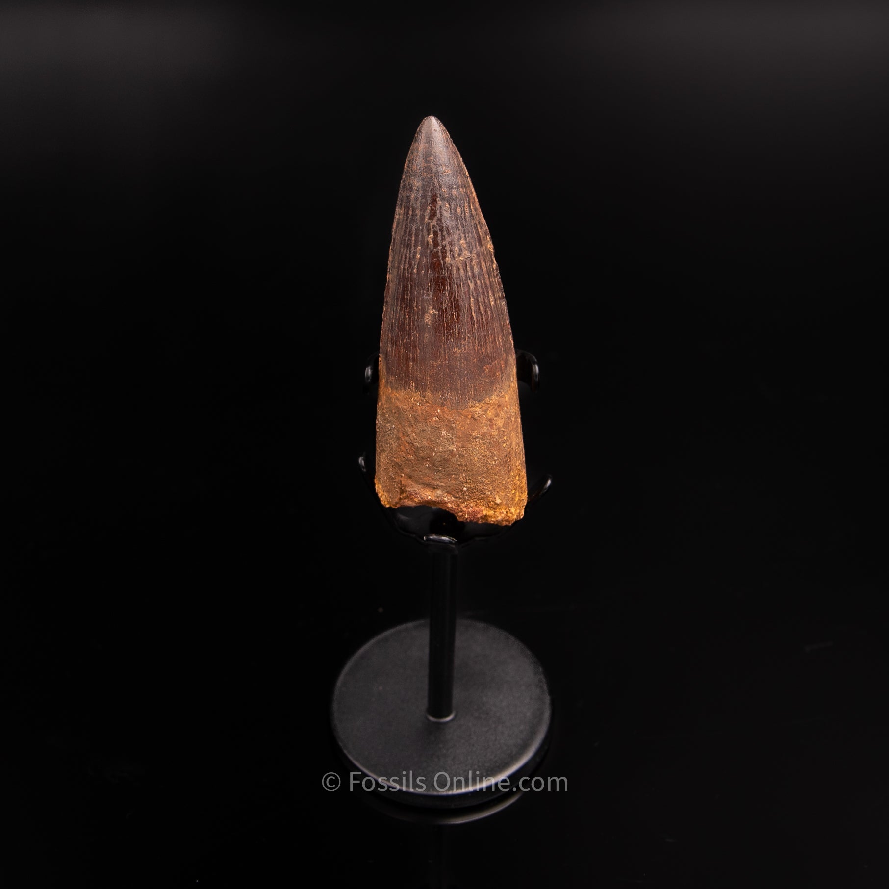 Pristine Spinosaurus Dinosaur Tooth 2.96"