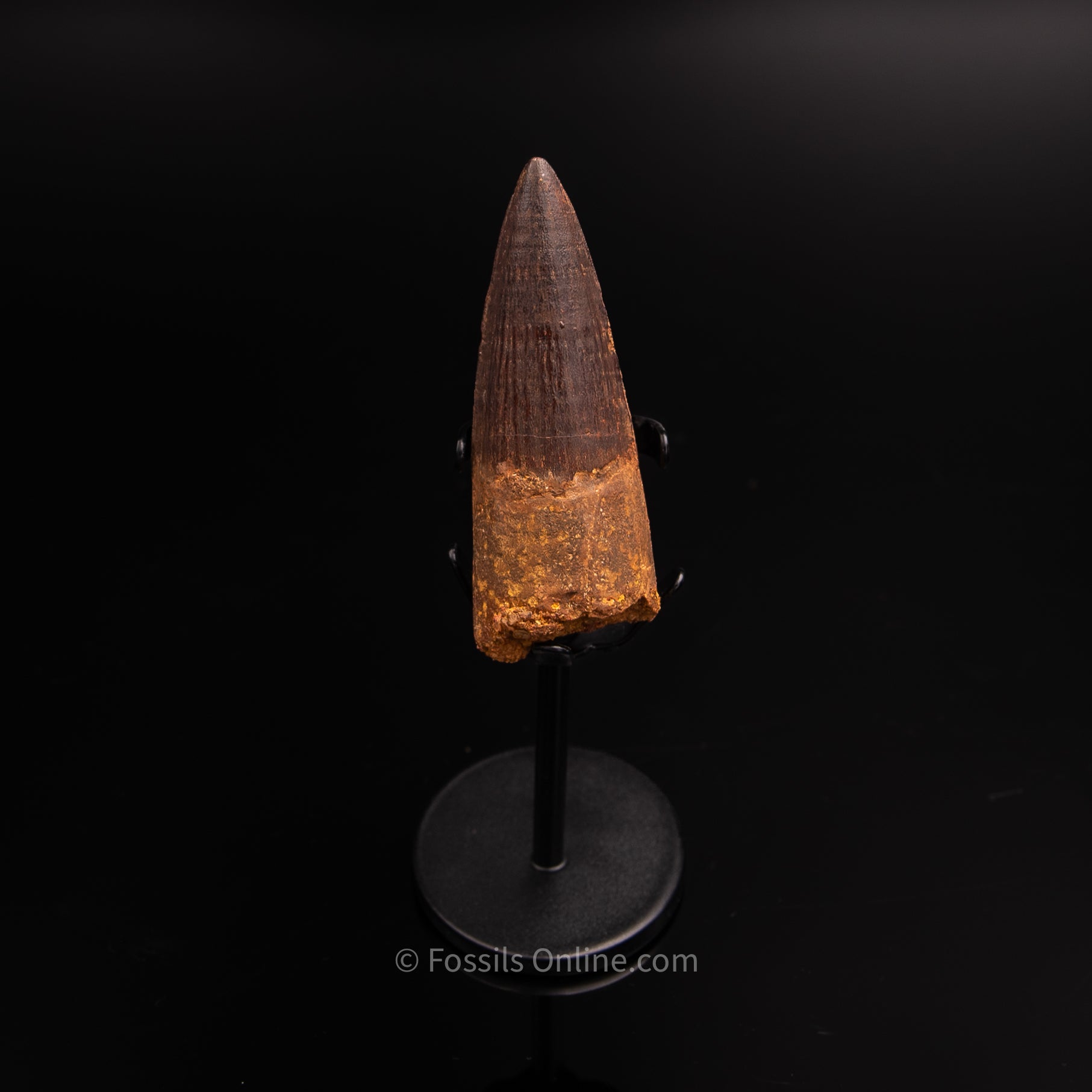 Pristine Spinosaurus Dinosaur Tooth 2.96"