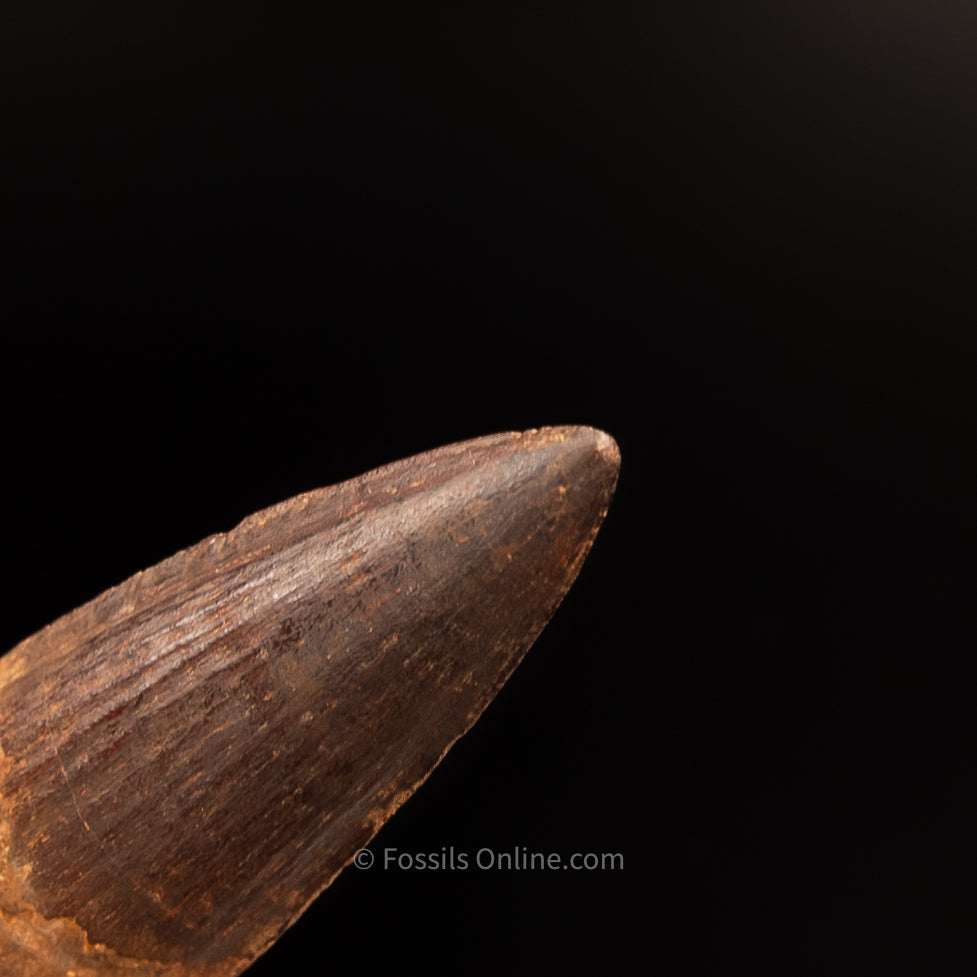 Pristine Spinosaurus Dinosaur Tooth 2.96"