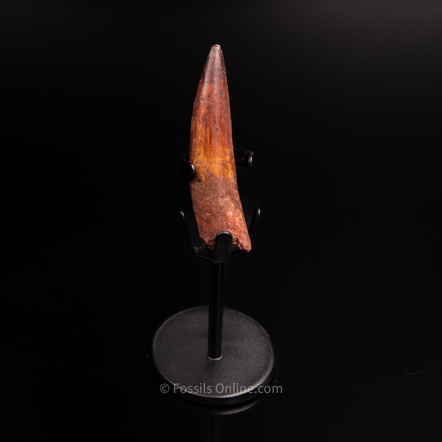 Spinosaurus Dinosaur Tooth 2.75"