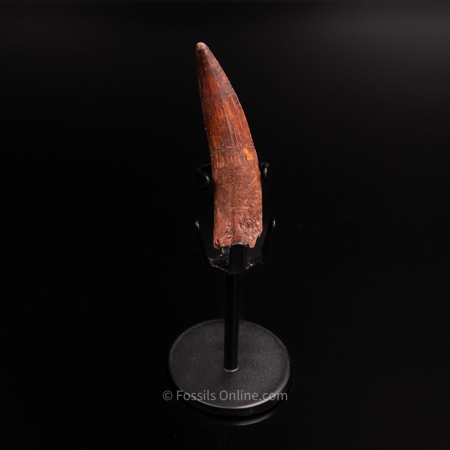 Spinosaurus Dinosaur Tooth 2.75"