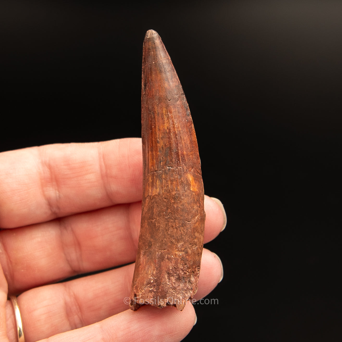 Spinosaurus Dinosaur Tooth 2.75"