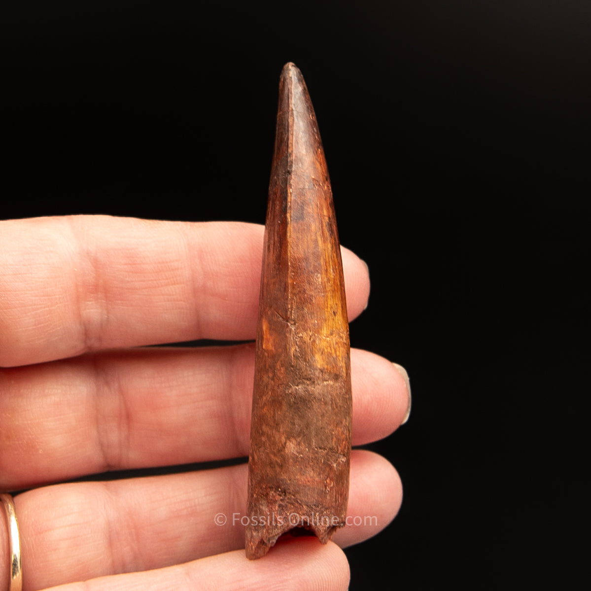 Spinosaurus Dinosaur Tooth 2.75"