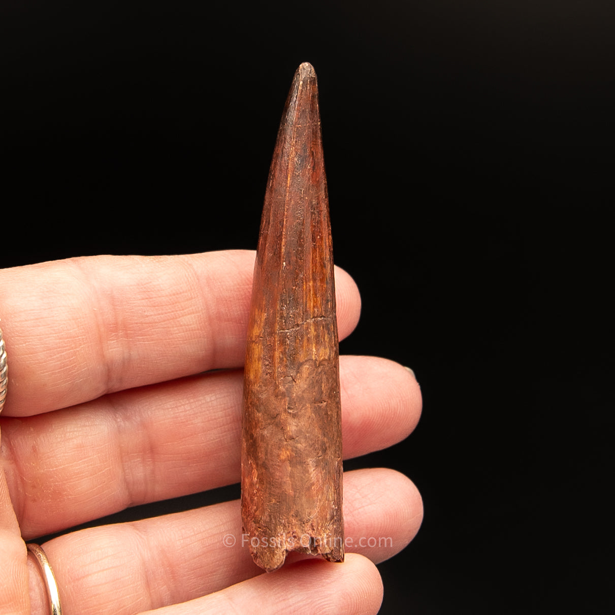 Spinosaurus Dinosaur Tooth 2.75"