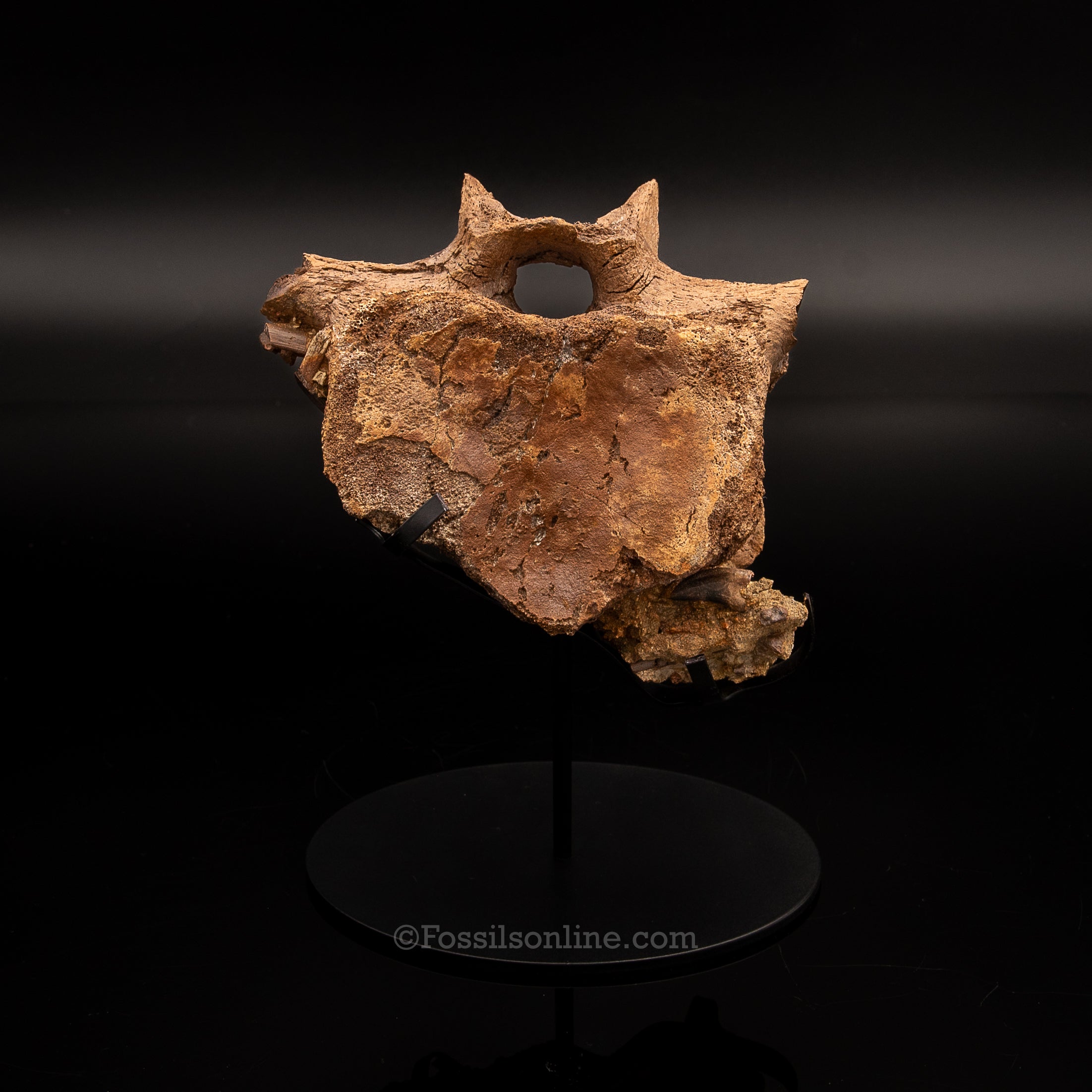 Edmontosaurus Vetrebra with nanotyrannus tooth