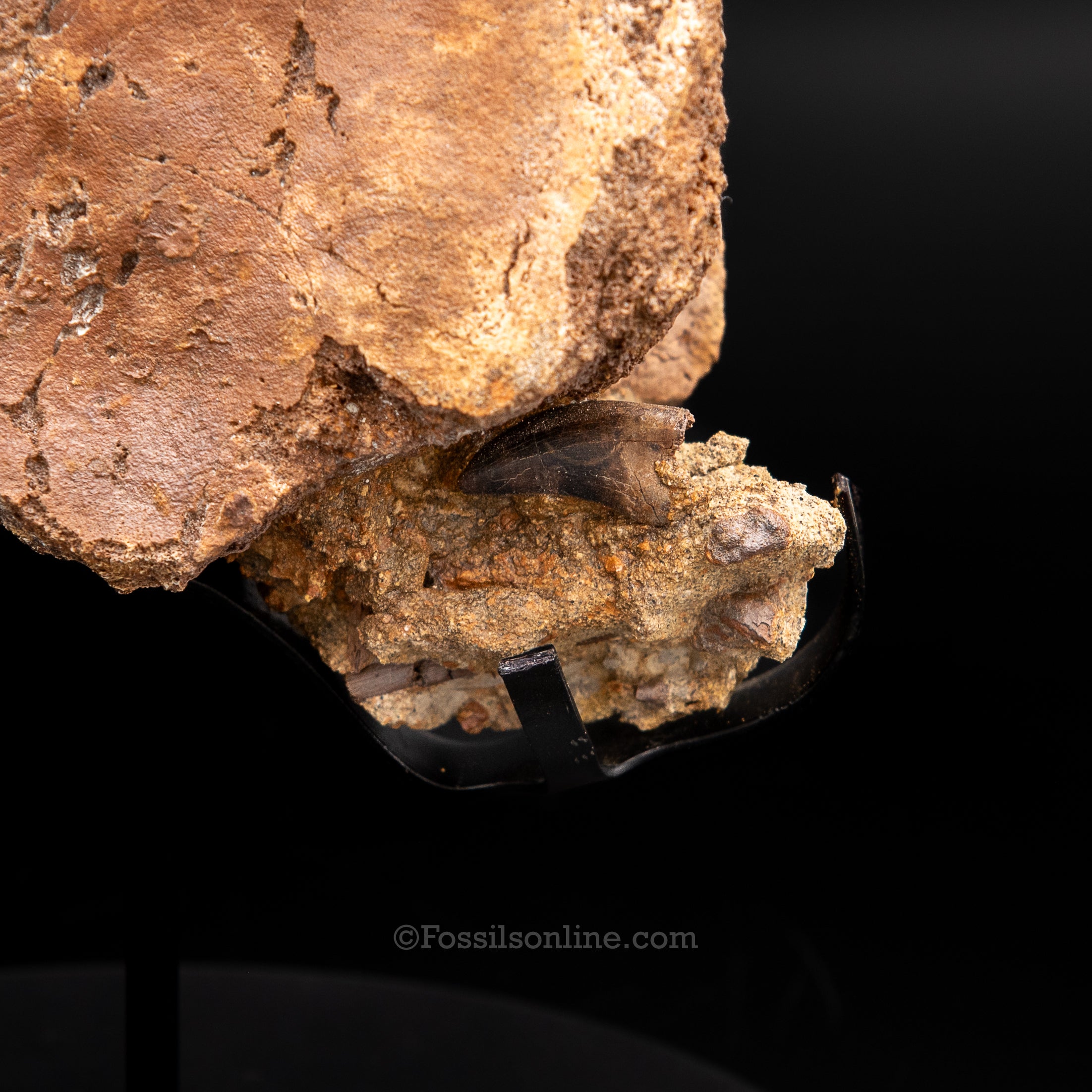 Edmontosaurus Vetrebra with nanotyrannus tooth