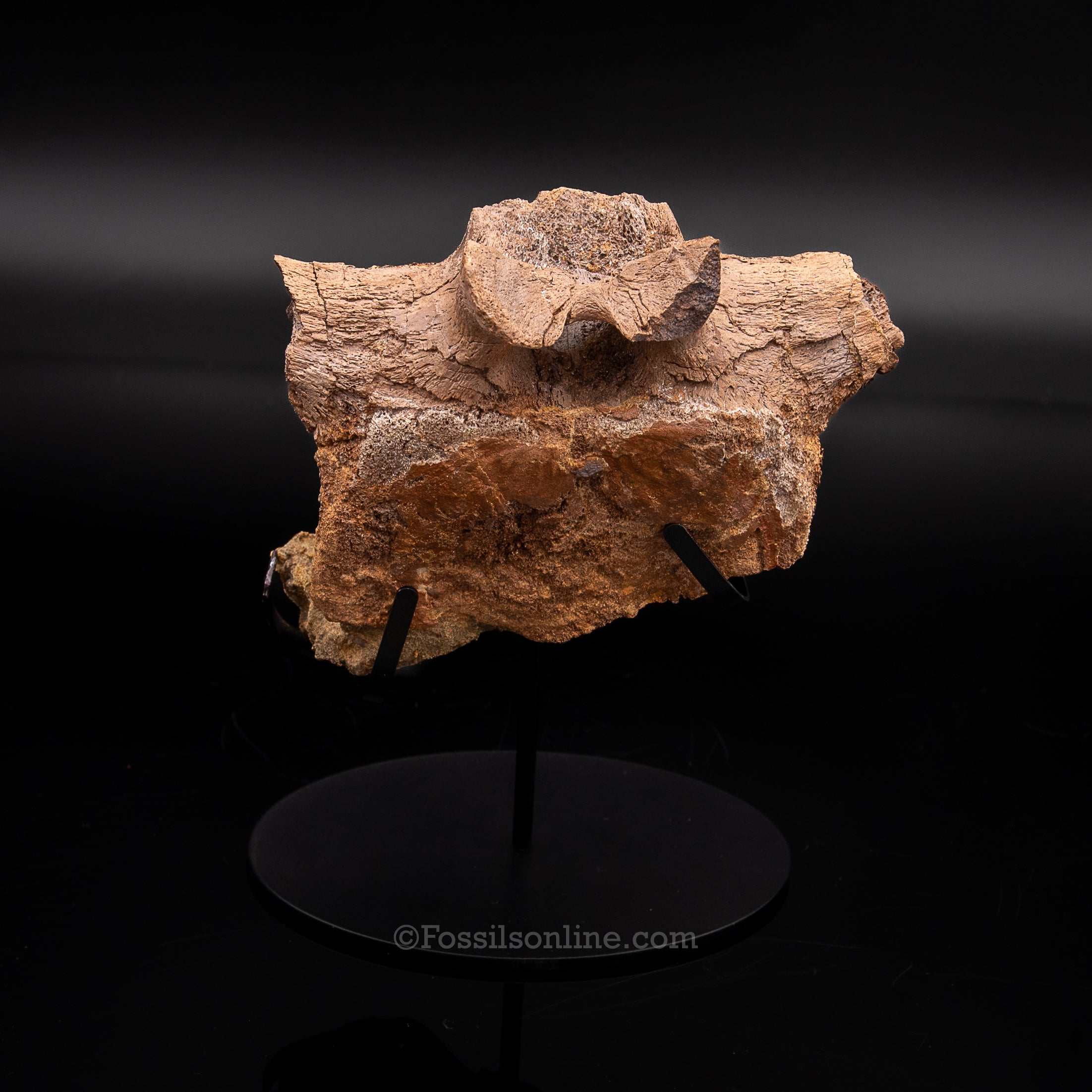 Edmontosaurus Vetrebra with nanotyrannus tooth