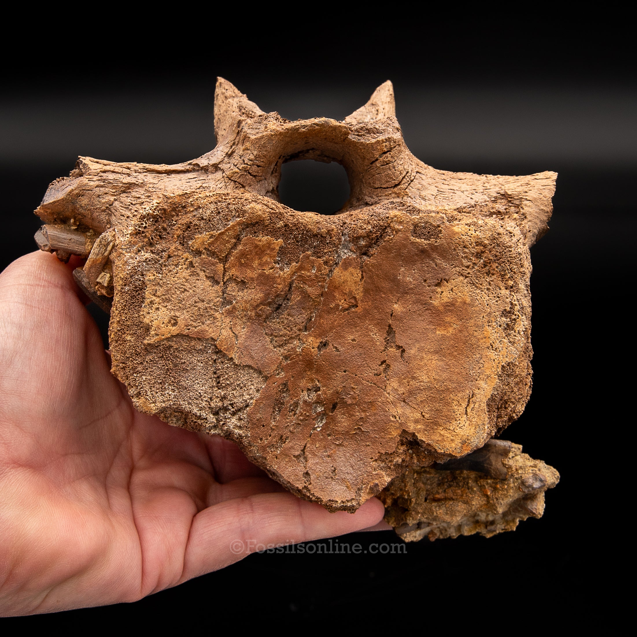 Edmontosaurus Vetrebra with nanotyrannus tooth