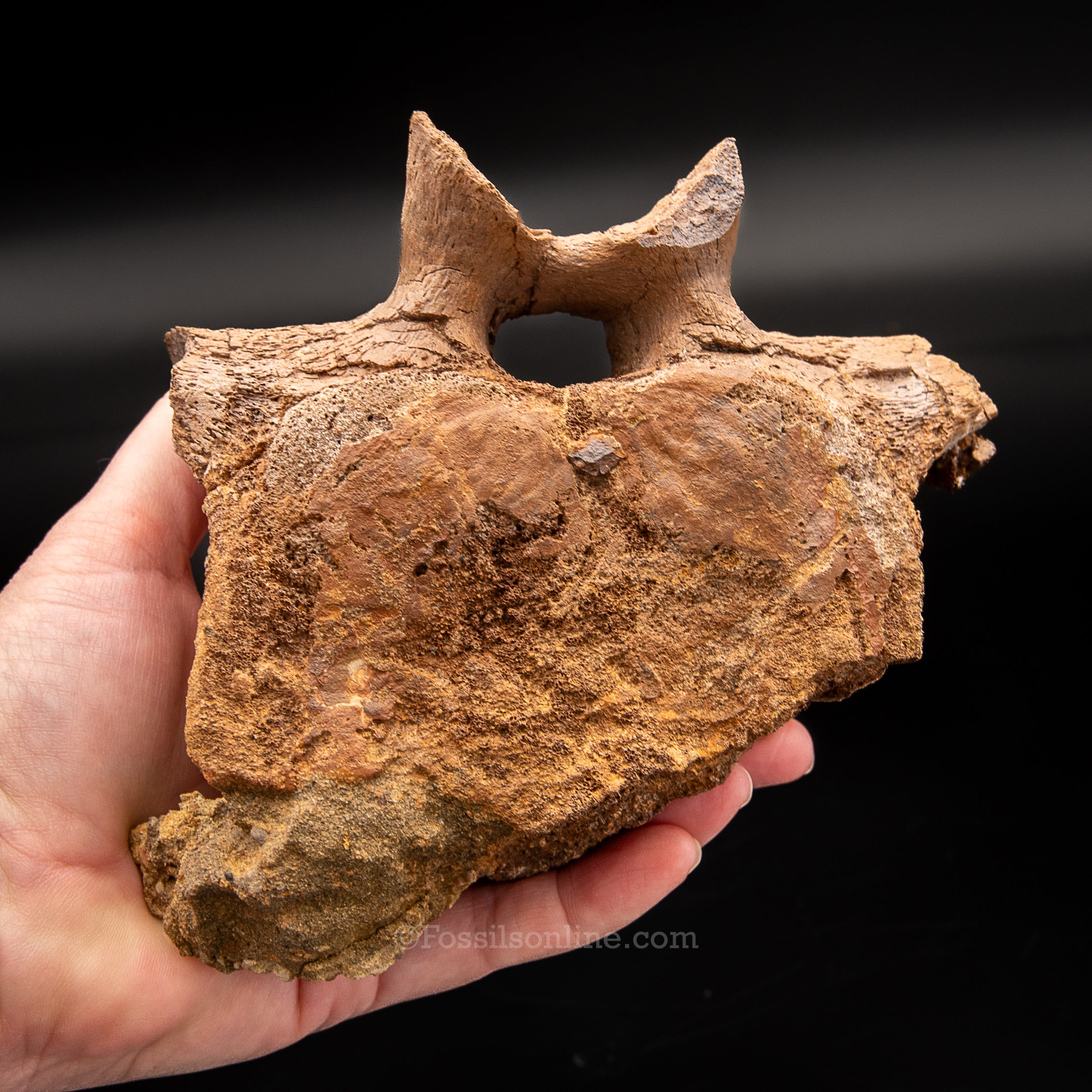 Edmontosaurus Vetrebra with nanotyrannus tooth