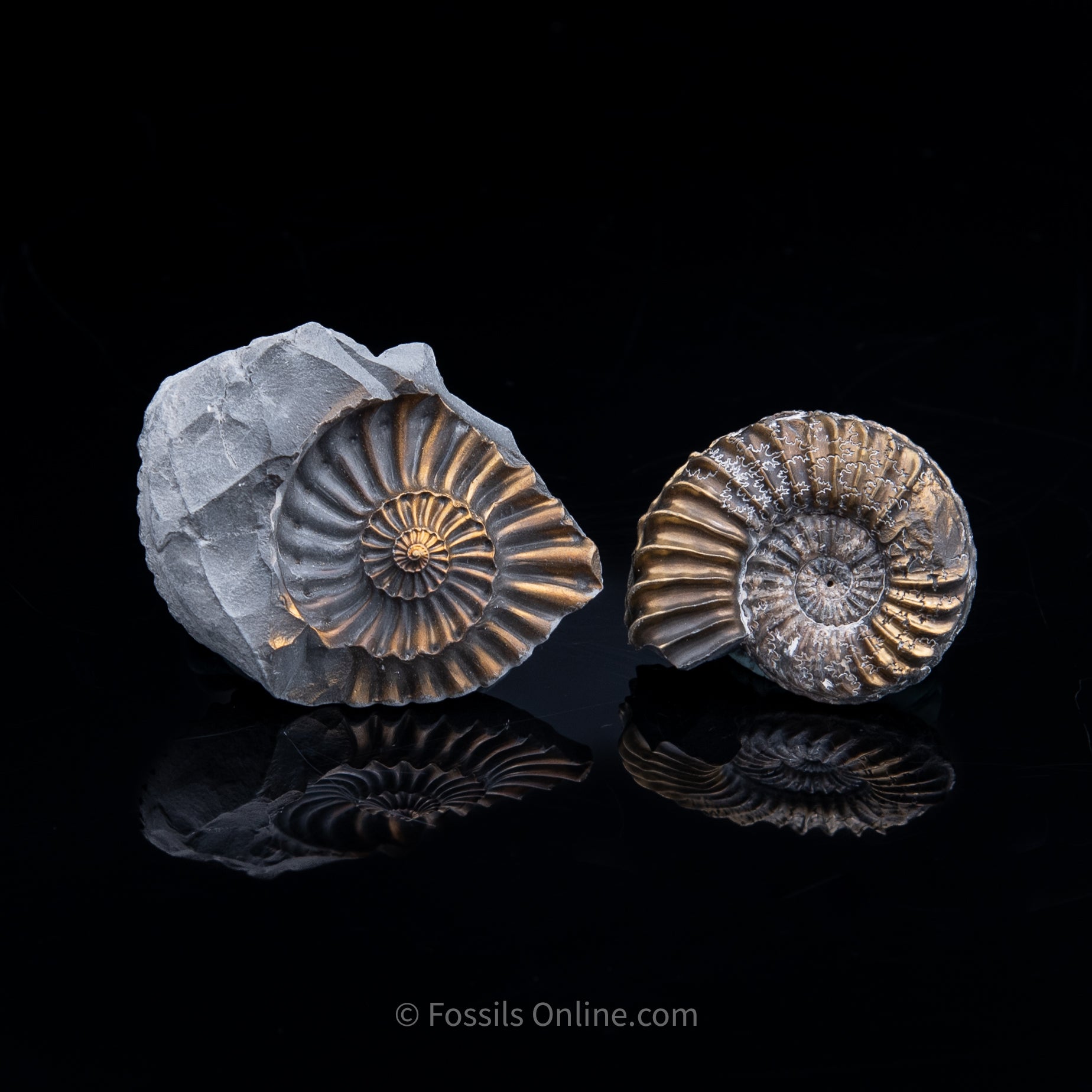 Fossil Pyritized Ammonite with its negative Pleuroceras Jurassic Germany