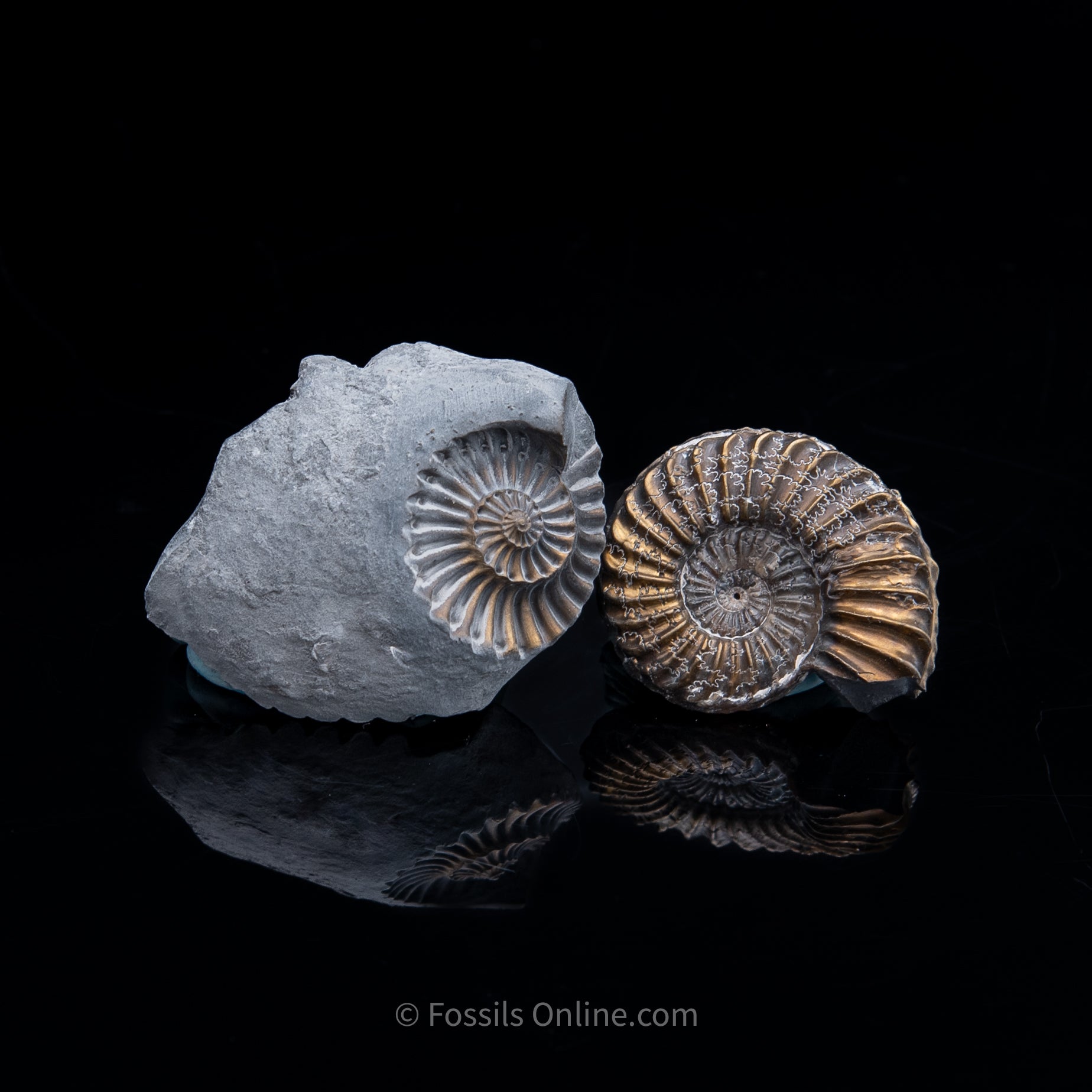 Fossil Pyritized Ammonite with its negative Pleuroceras Jurassic Germany