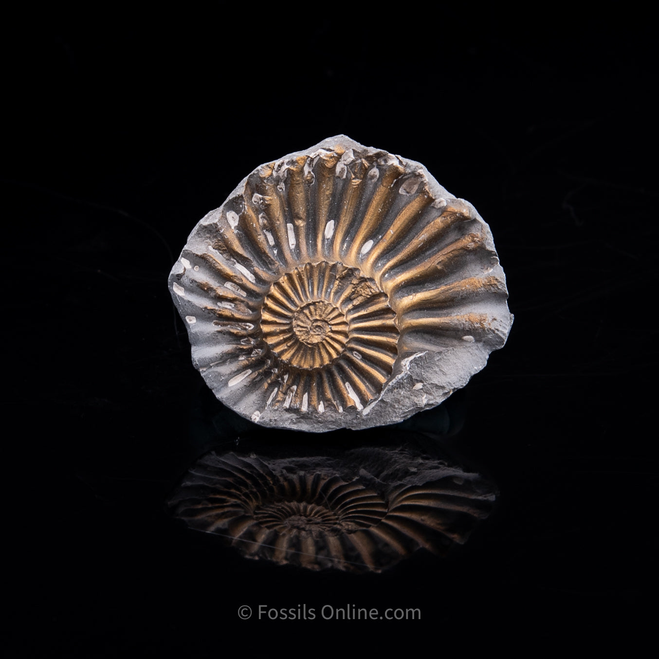 Fossil Pyritized Ammonite Negative Pleuroceras Cluster Jurassic Germany