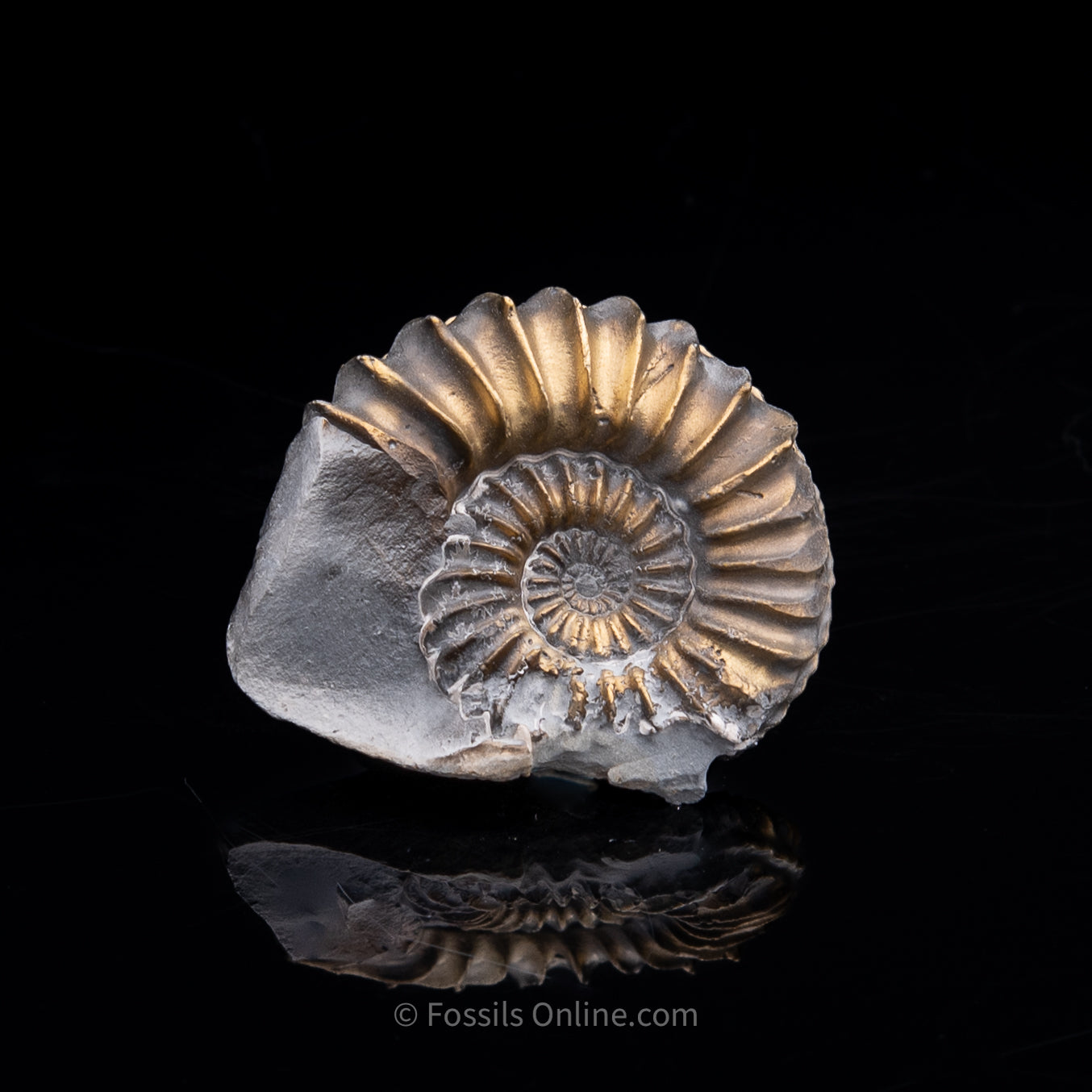 Fossil Pyritized Ammonite Pleuroceras Cluster Jurassic Germany