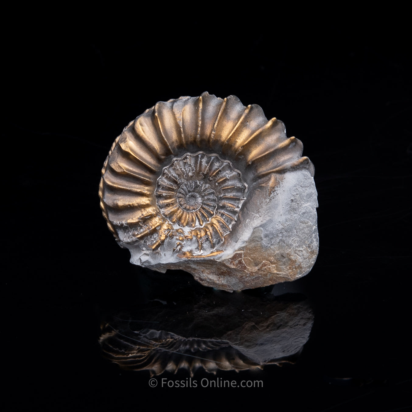 Fossil Pyritized Ammonite Pleuroceras Cluster Jurassic Germany