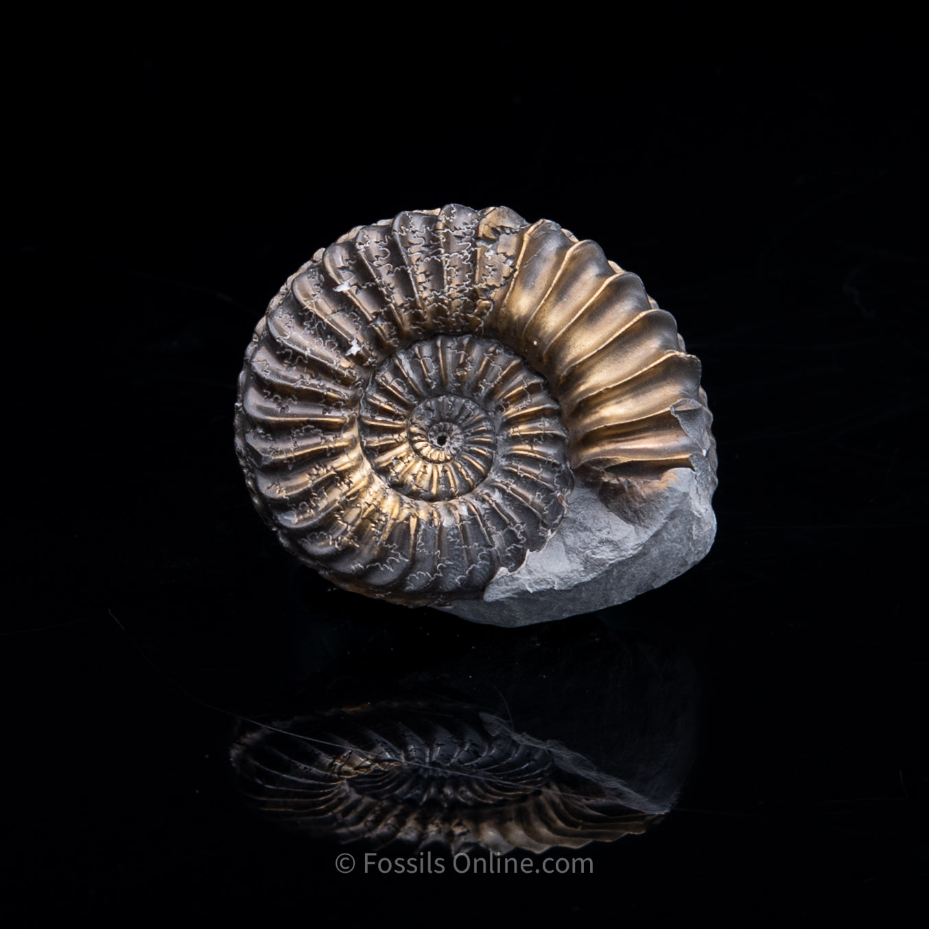 Fossil Pyritized Ammonite Pleuroceras Cluster Jurassic Germany