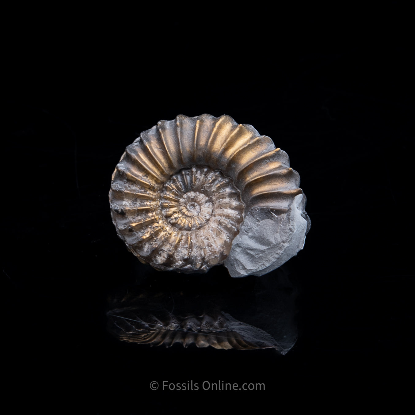 Fossil Pyritized Ammonite Pleuroceras Cluster Jurassic Germany