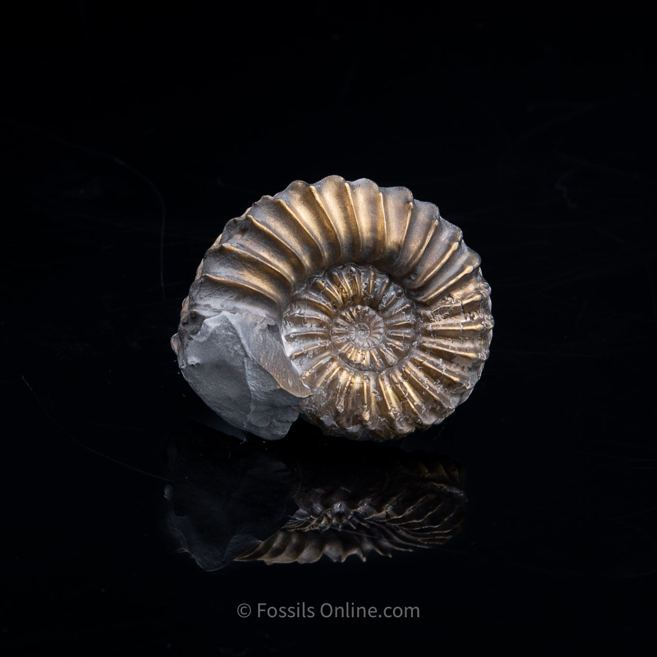 Fossil Pyritized Ammonite Pleuroceras Cluster Jurassic Germany