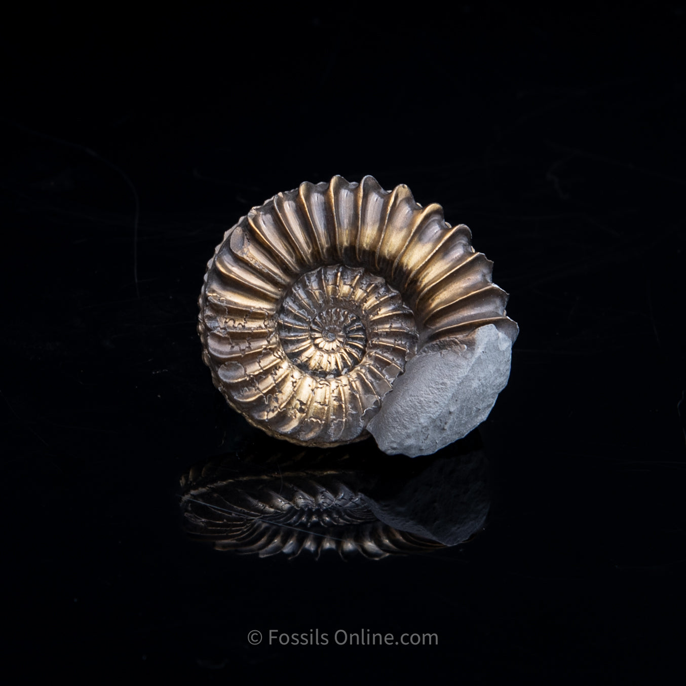 Fossil Pyritized Ammonite Pleuroceras Cluster Jurassic Germany