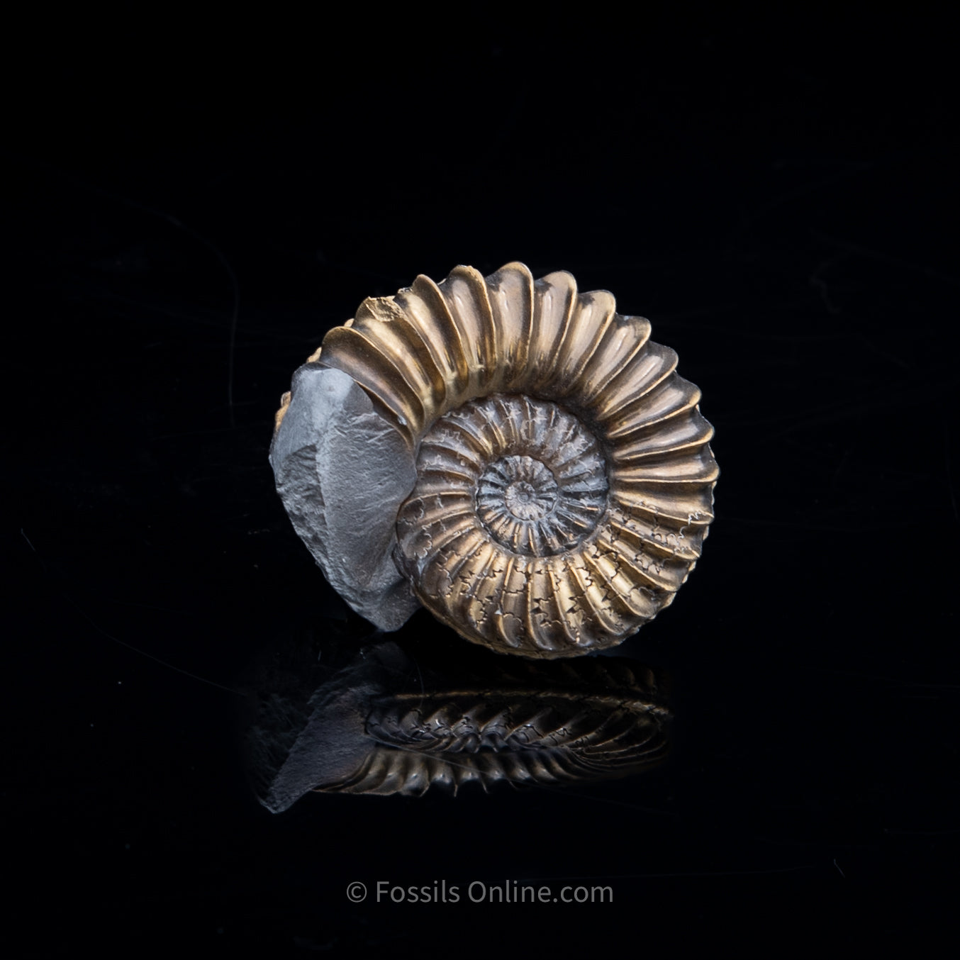 Fossil Pyritized Ammonite Pleuroceras Cluster Jurassic Germany