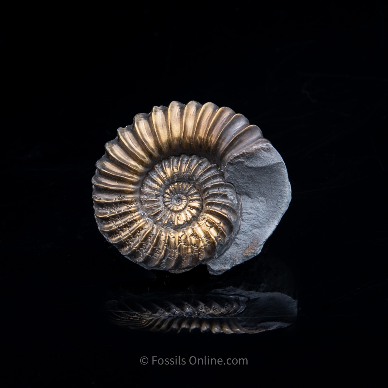 Fossil Pyritized Ammonite Pleuroceras Cluster Jurassic Germany