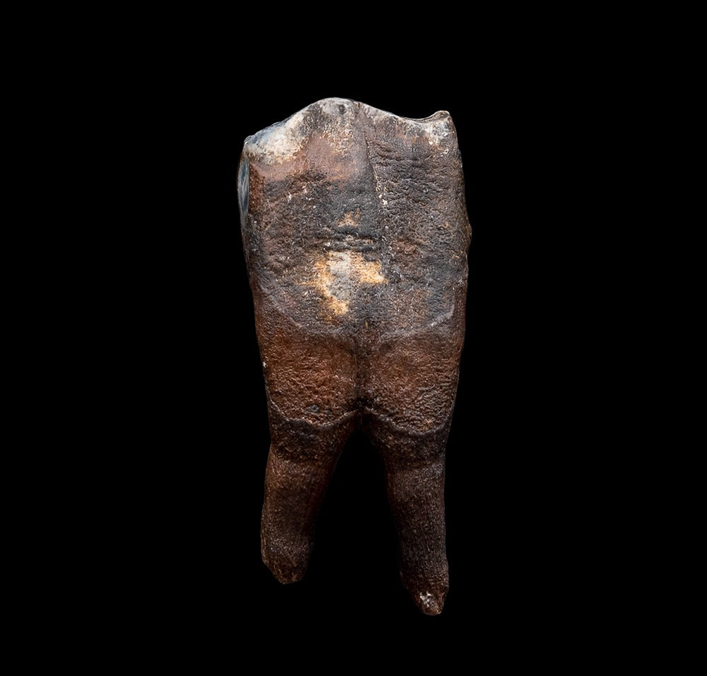 Juvenile Woolly Rhino Tooth w/ Roots