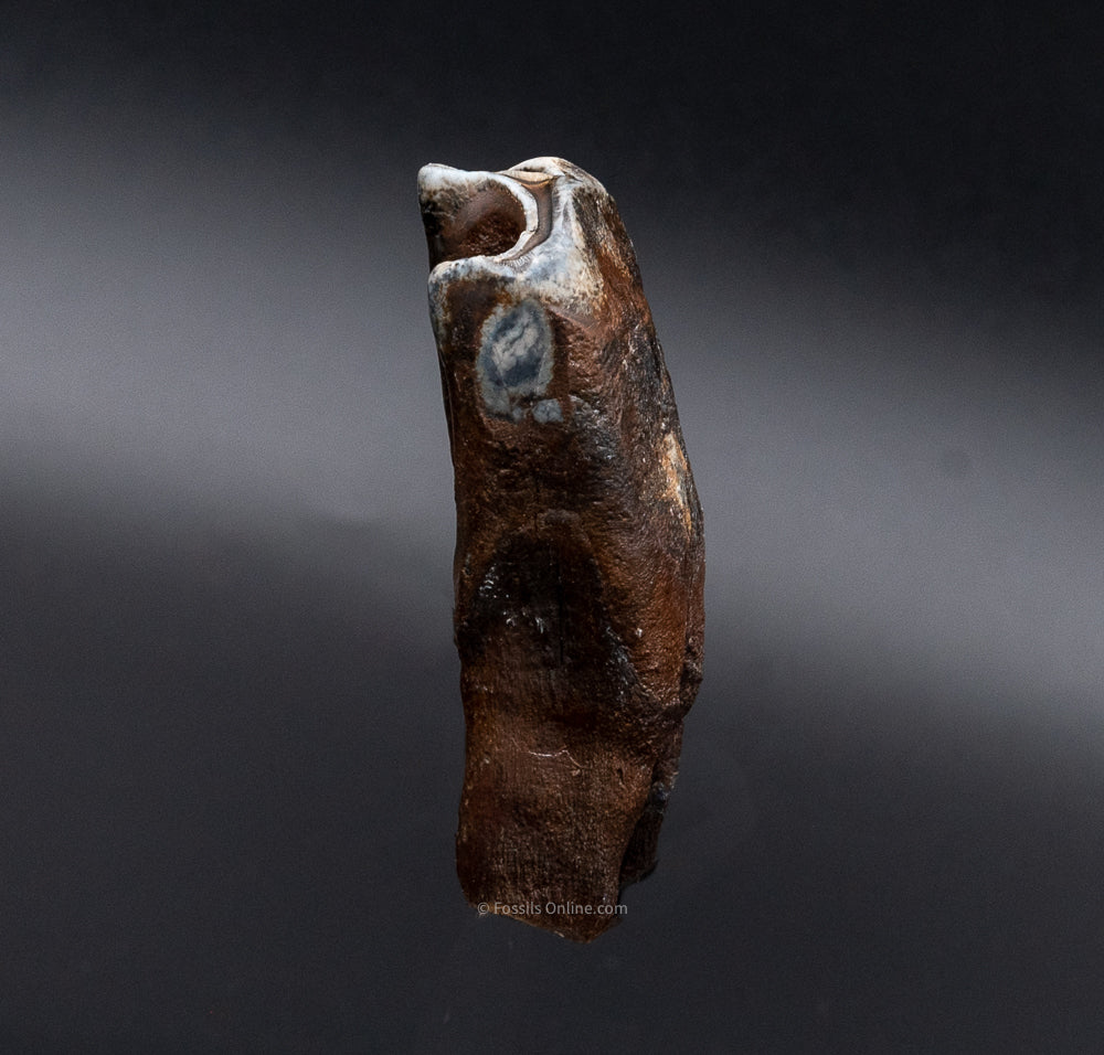 Juvenile Woolly Rhino Tooth w/ Roots