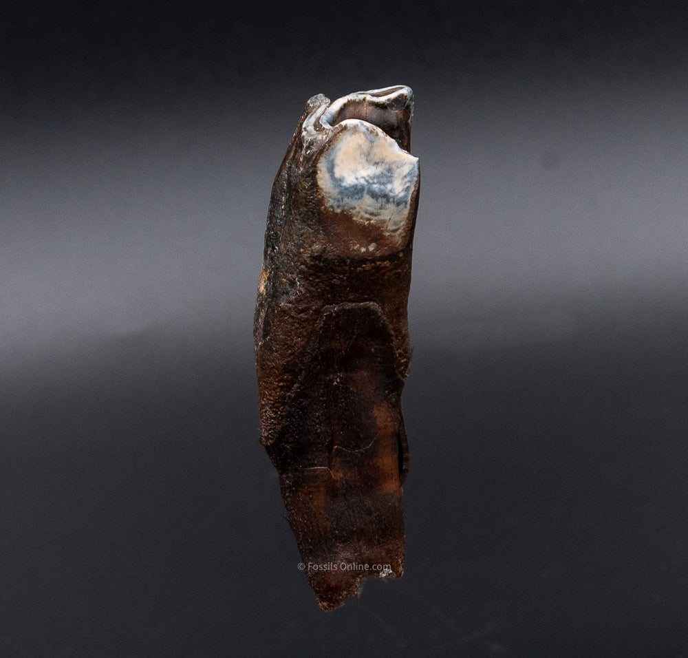 Juvenile Woolly Rhino Tooth w/ Roots