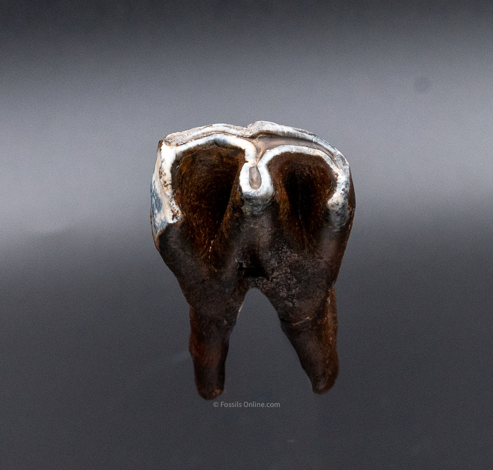 Juvenile Woolly Rhino Tooth w/ Roots