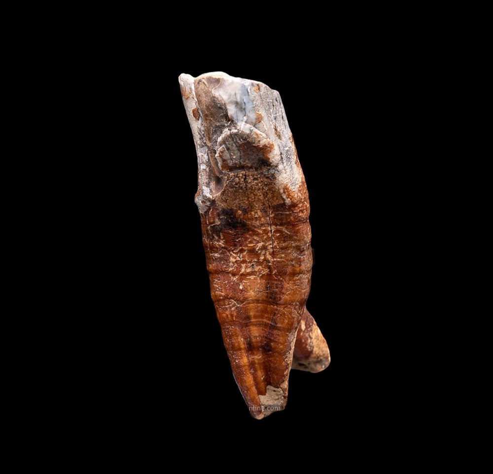 Rooted Woolly Rhino Tooth