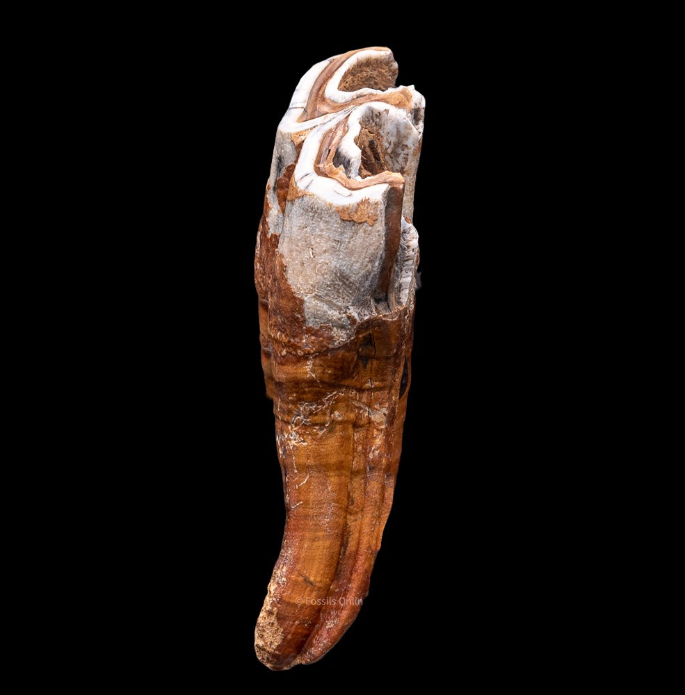 Rooted Woolly Rhino Tooth