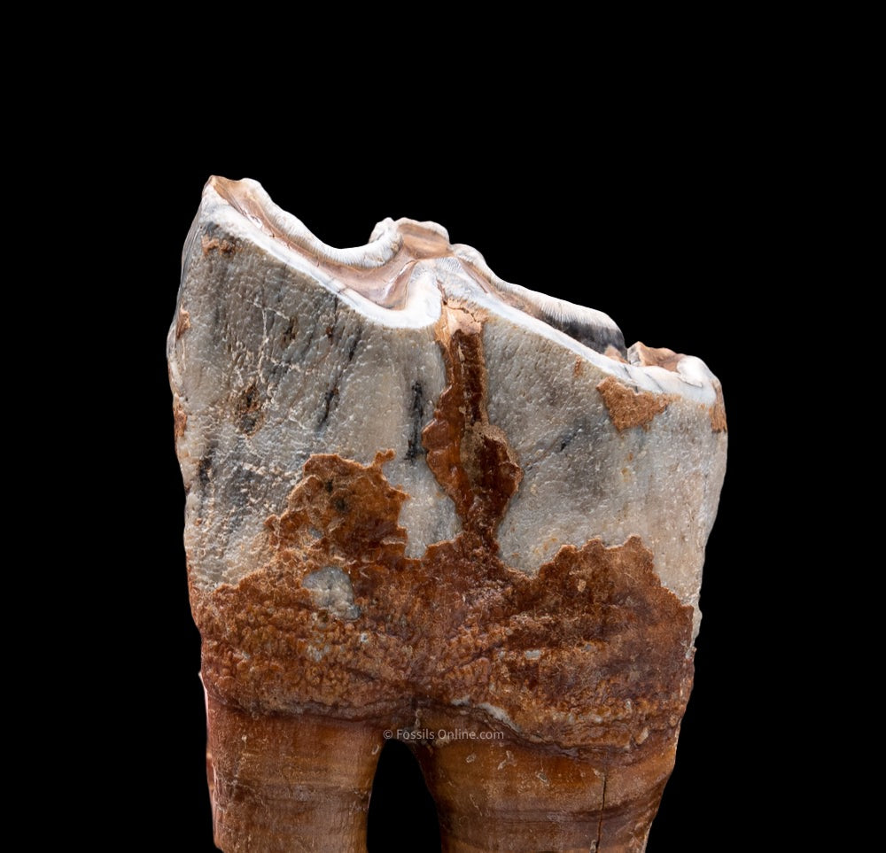 Rooted Woolly Rhino Tooth