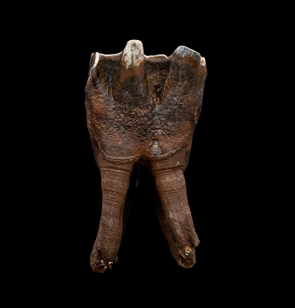 Rooted Woolly Rhino Tooth