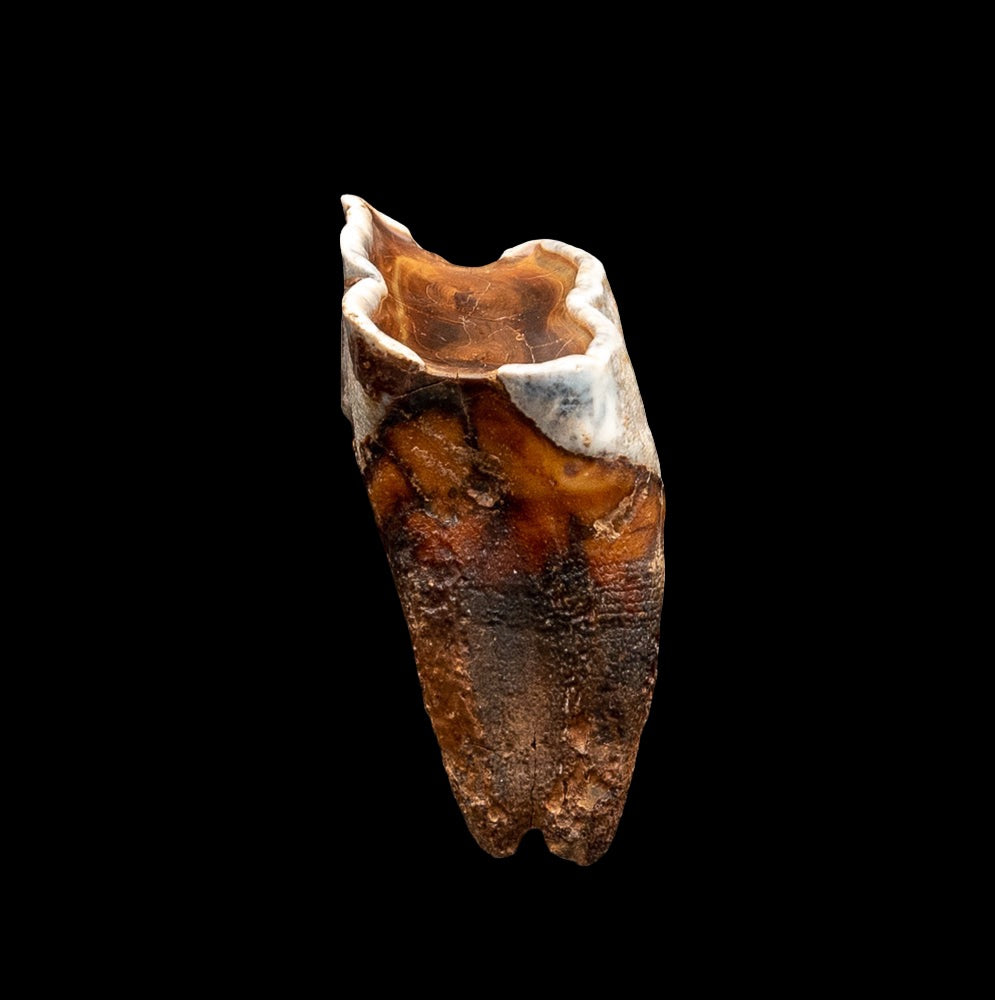 Juvenile Woolly Rhino Tooth w/ Roots