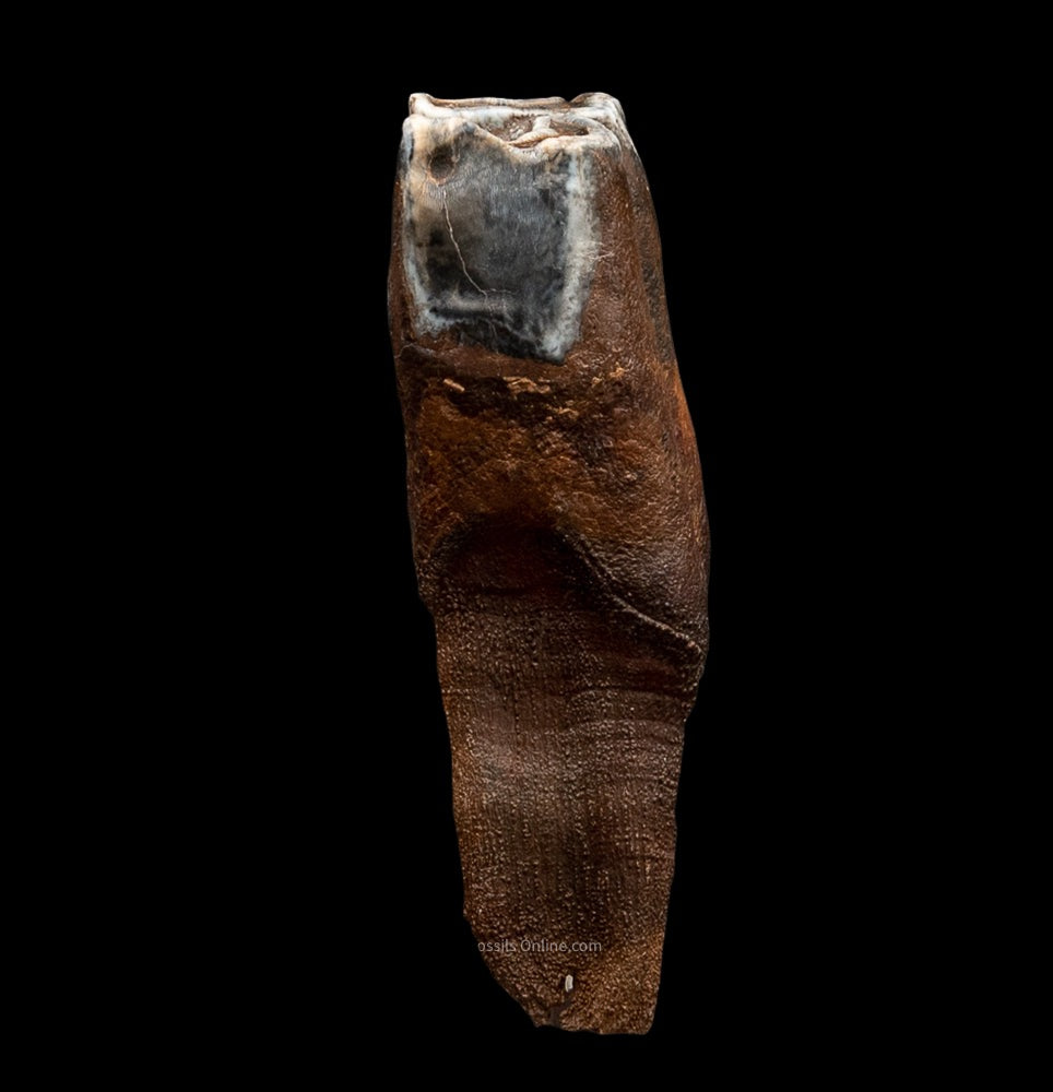 Juvenile Woolly Rhino Tooth w/ Roots