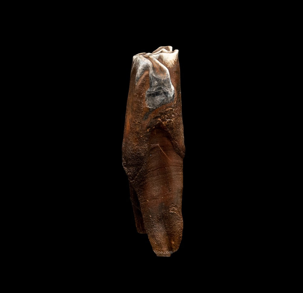 Juvenile Woolly Rhino Tooth w/ Roots