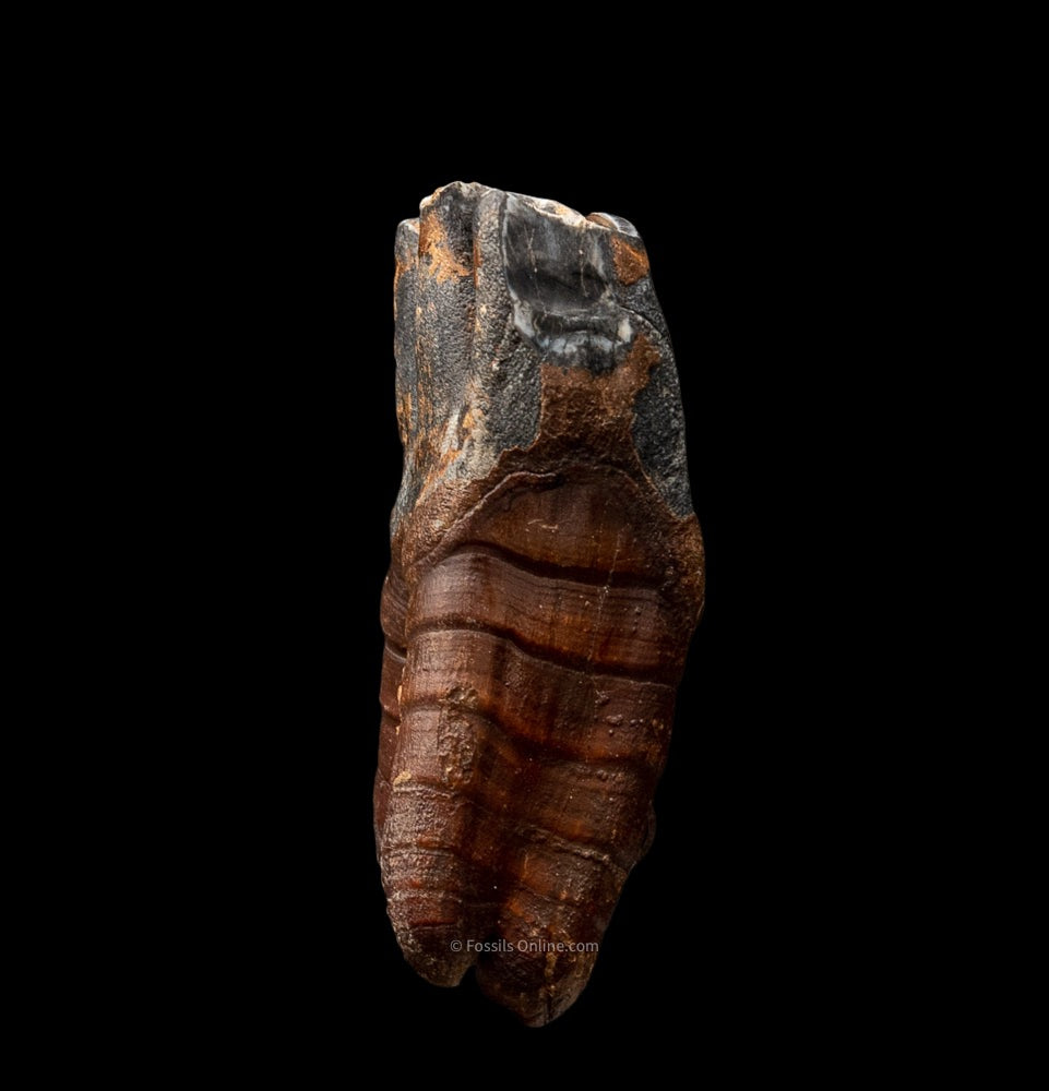 Fine Woolly Rhino Tooth w/ Roots Siberia