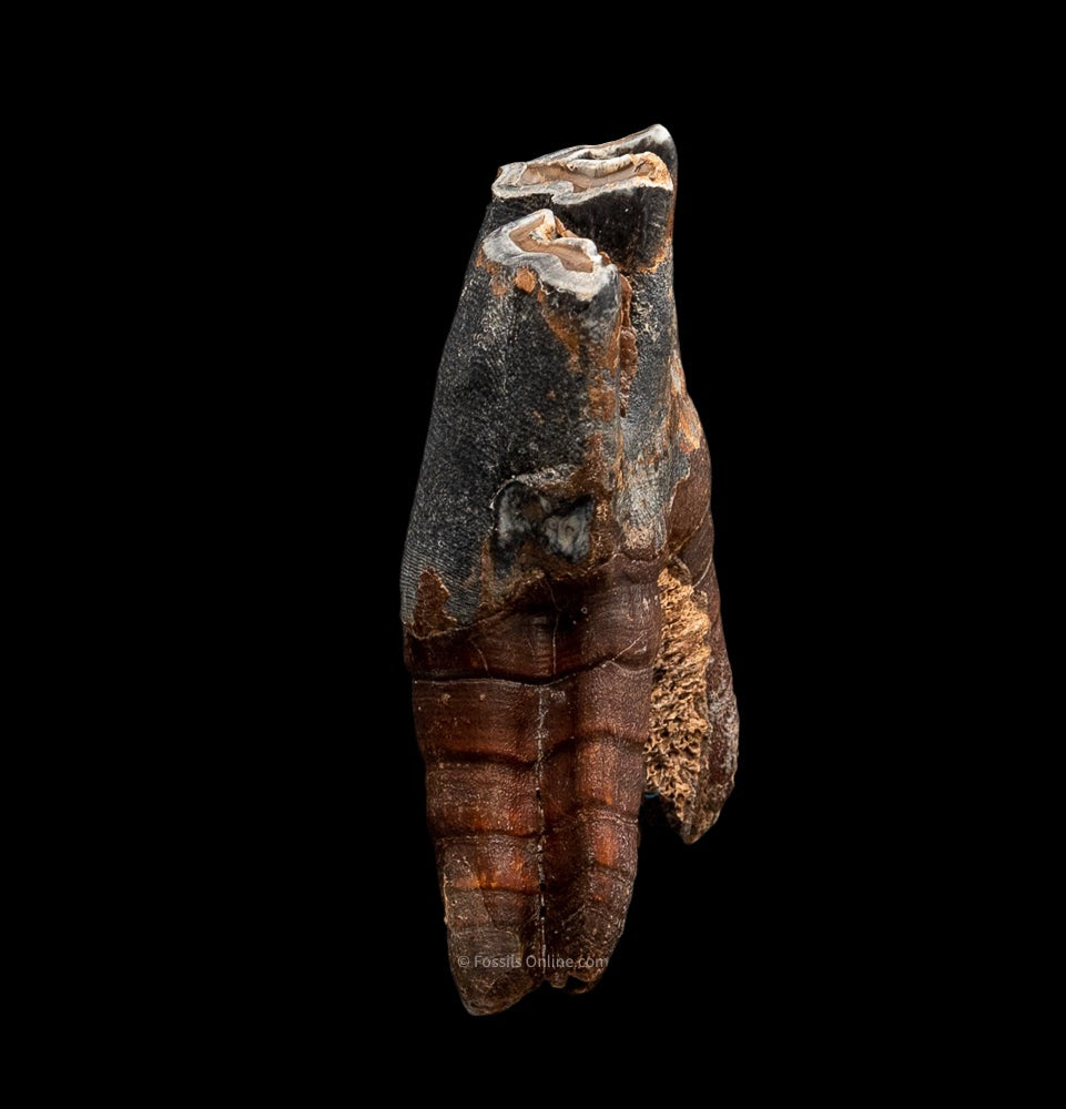 Fine Woolly Rhino Tooth w/ Roots Siberia