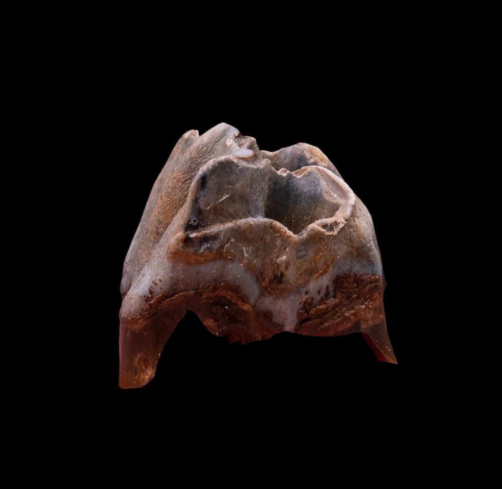 Juvenile Deciduous Woolly Rhino Tooth