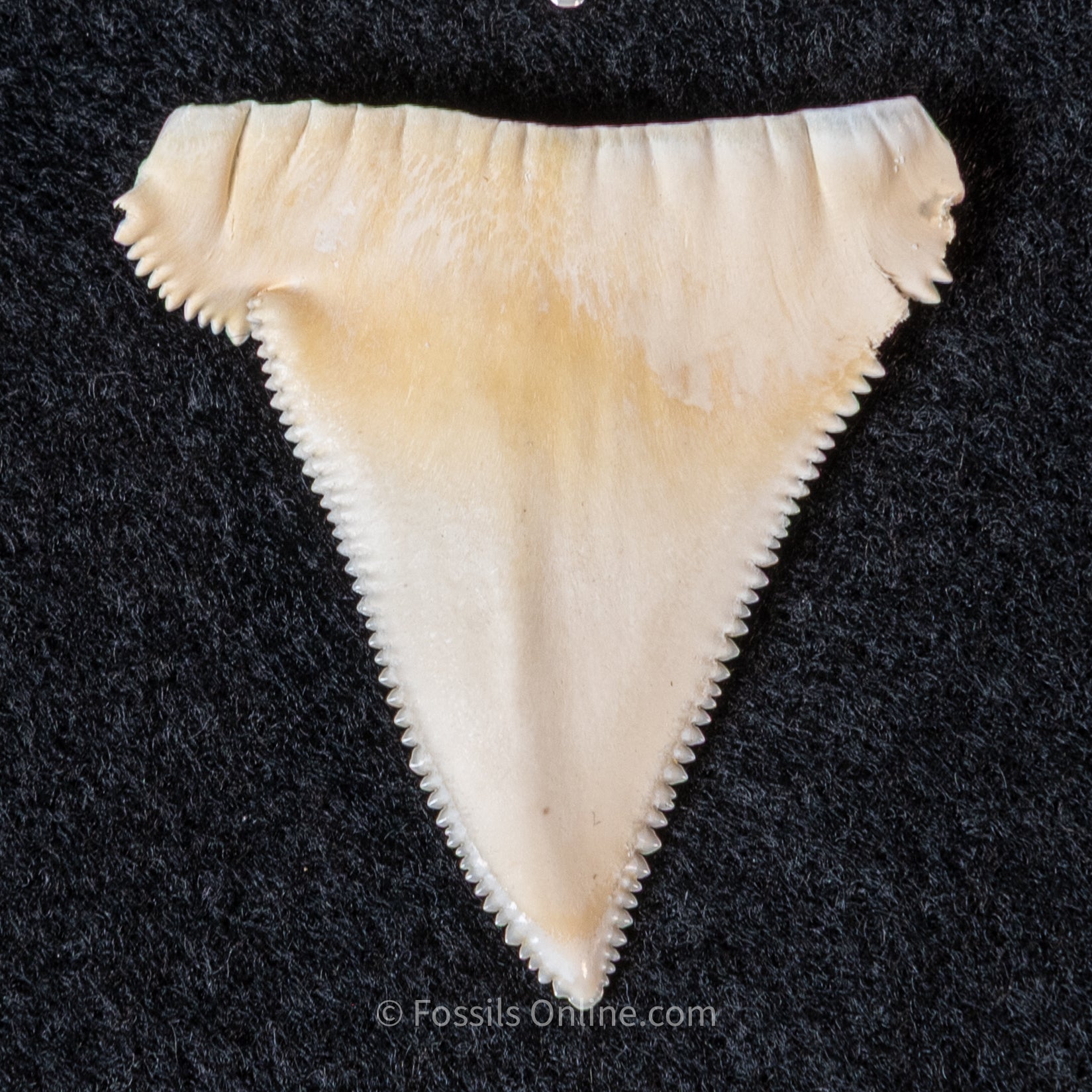 Modern Associated Set of Deformed Great White Teeth