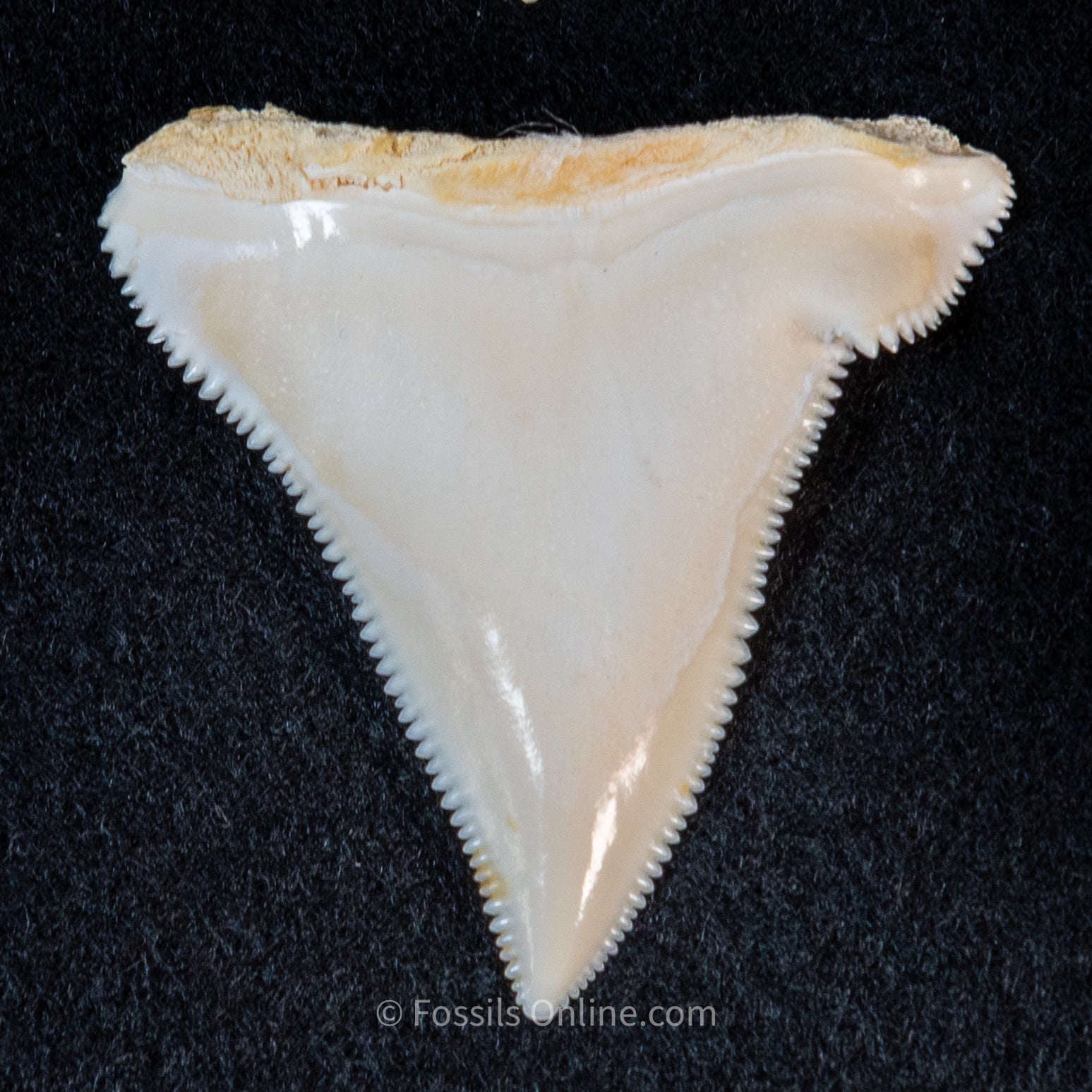 Modern Associated Set of Deformed Great White Teeth