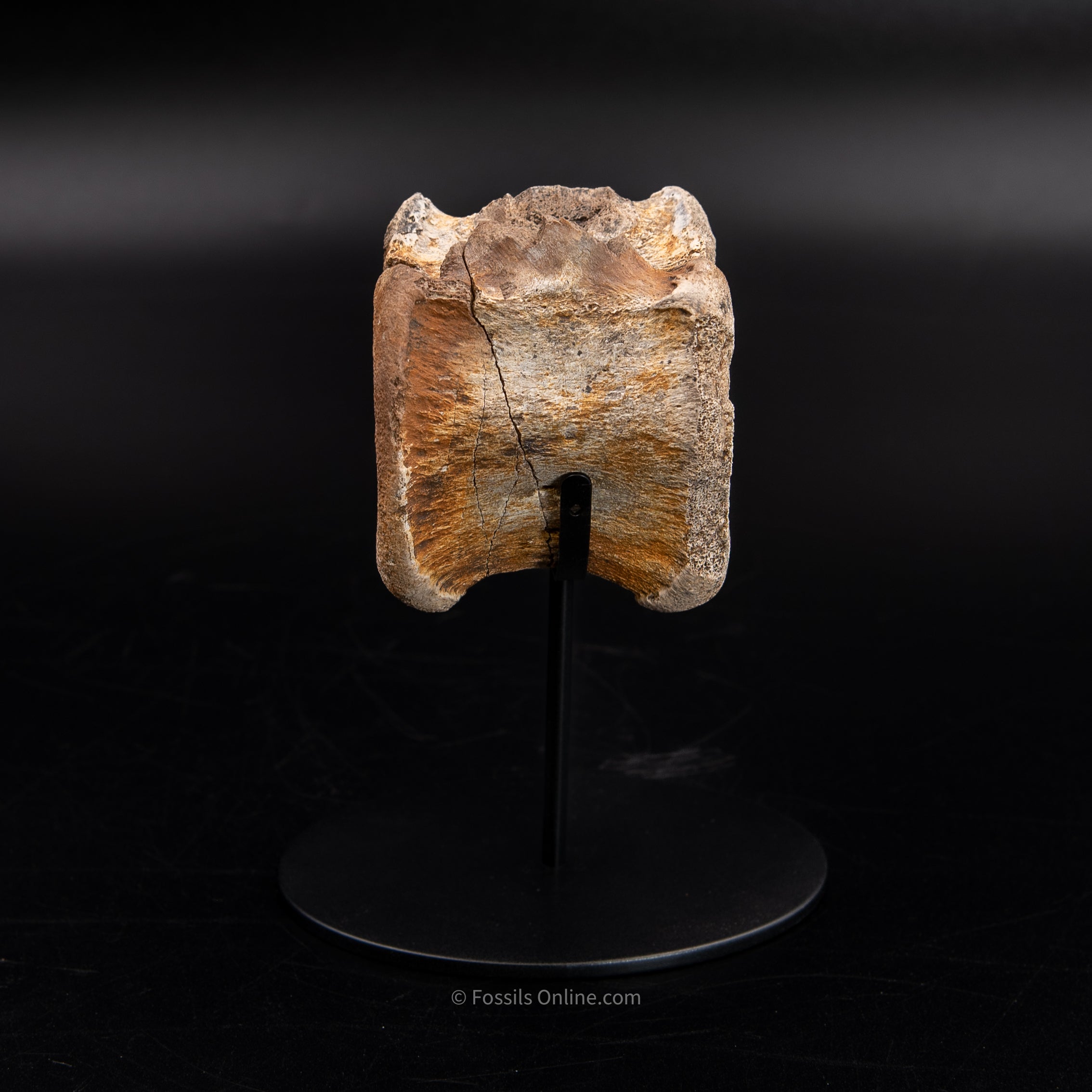 Edmontosaurus Vetrebra - Wyoming