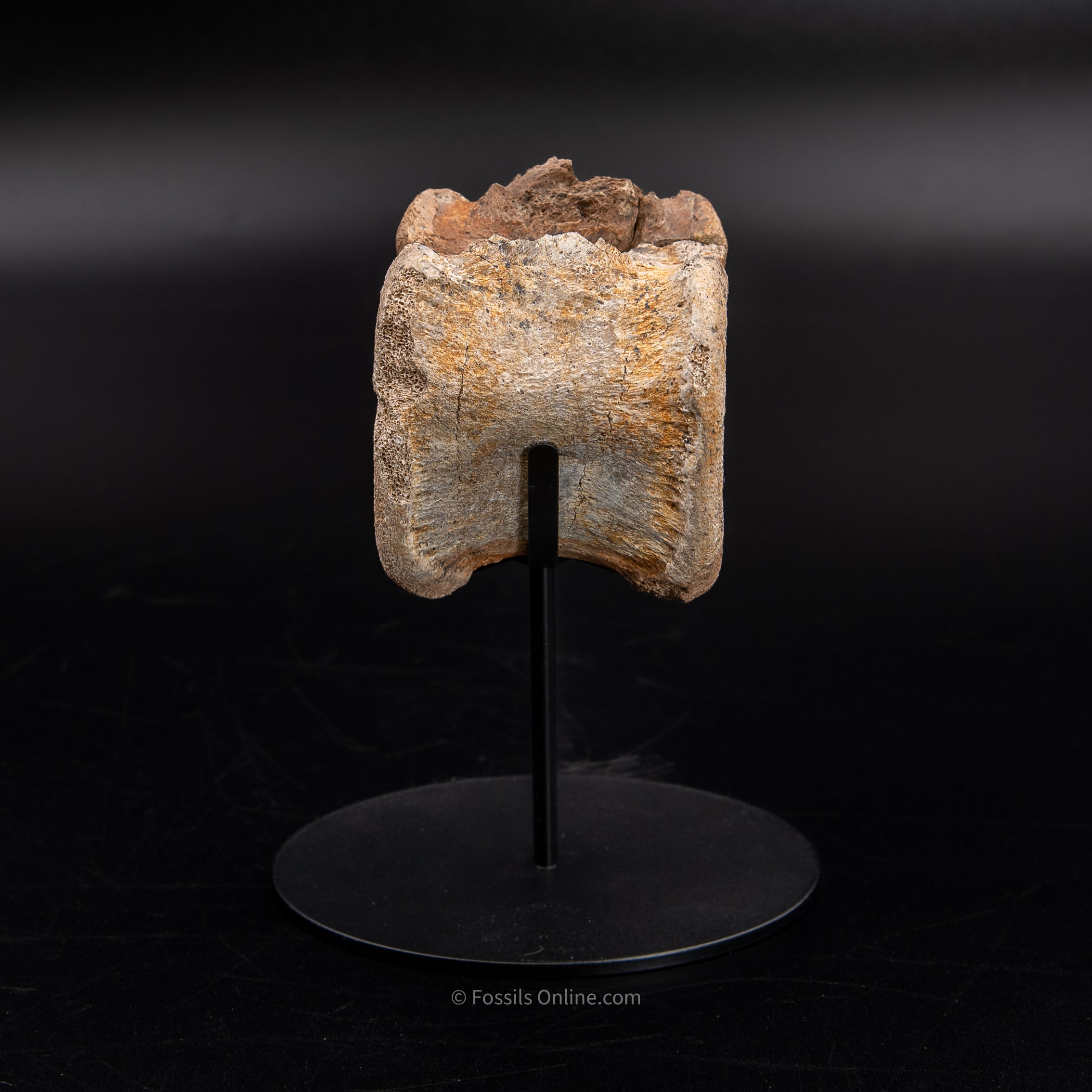 Edmontosaurus Vetrebra - Wyoming
