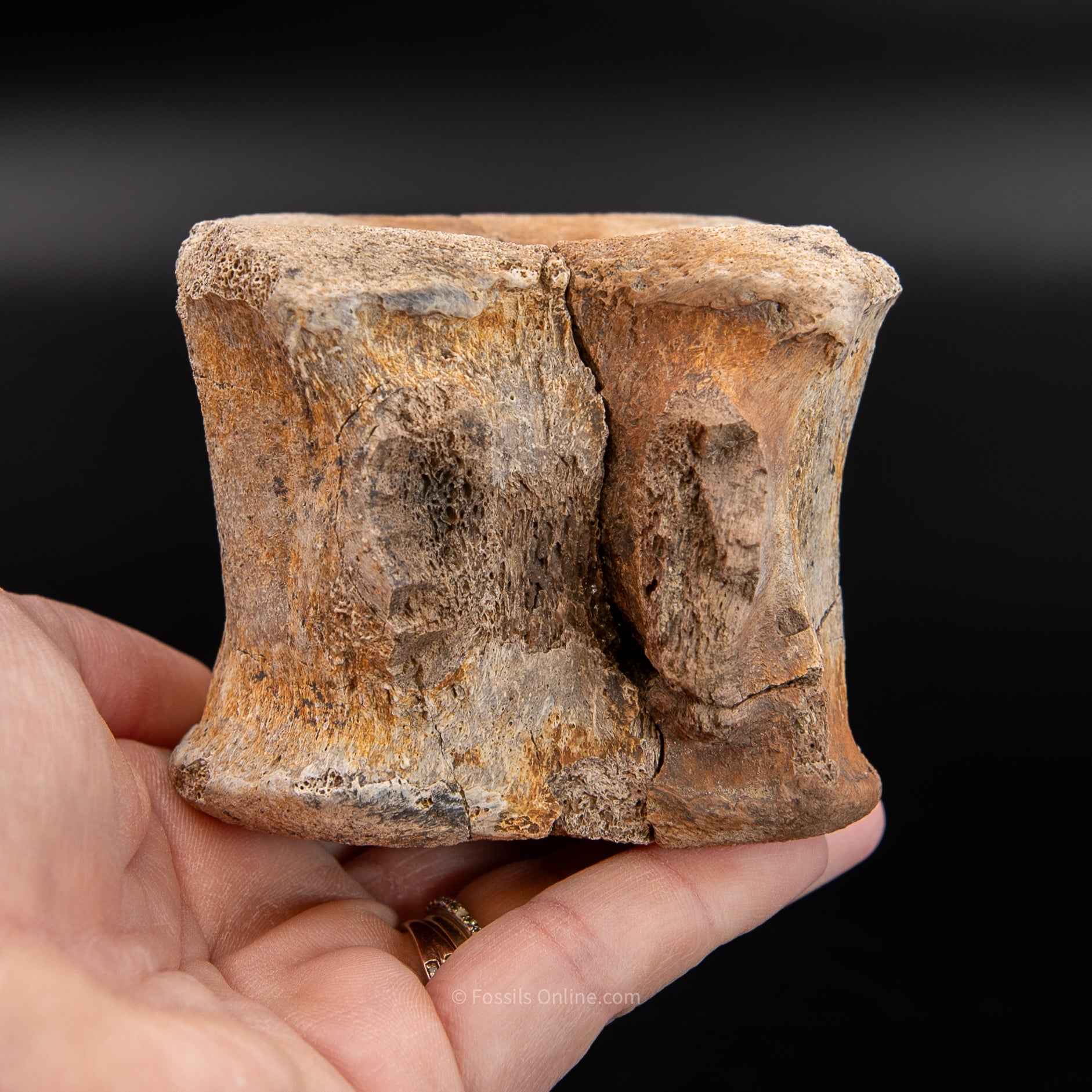 Edmontosaurus Vetrebra - Wyoming