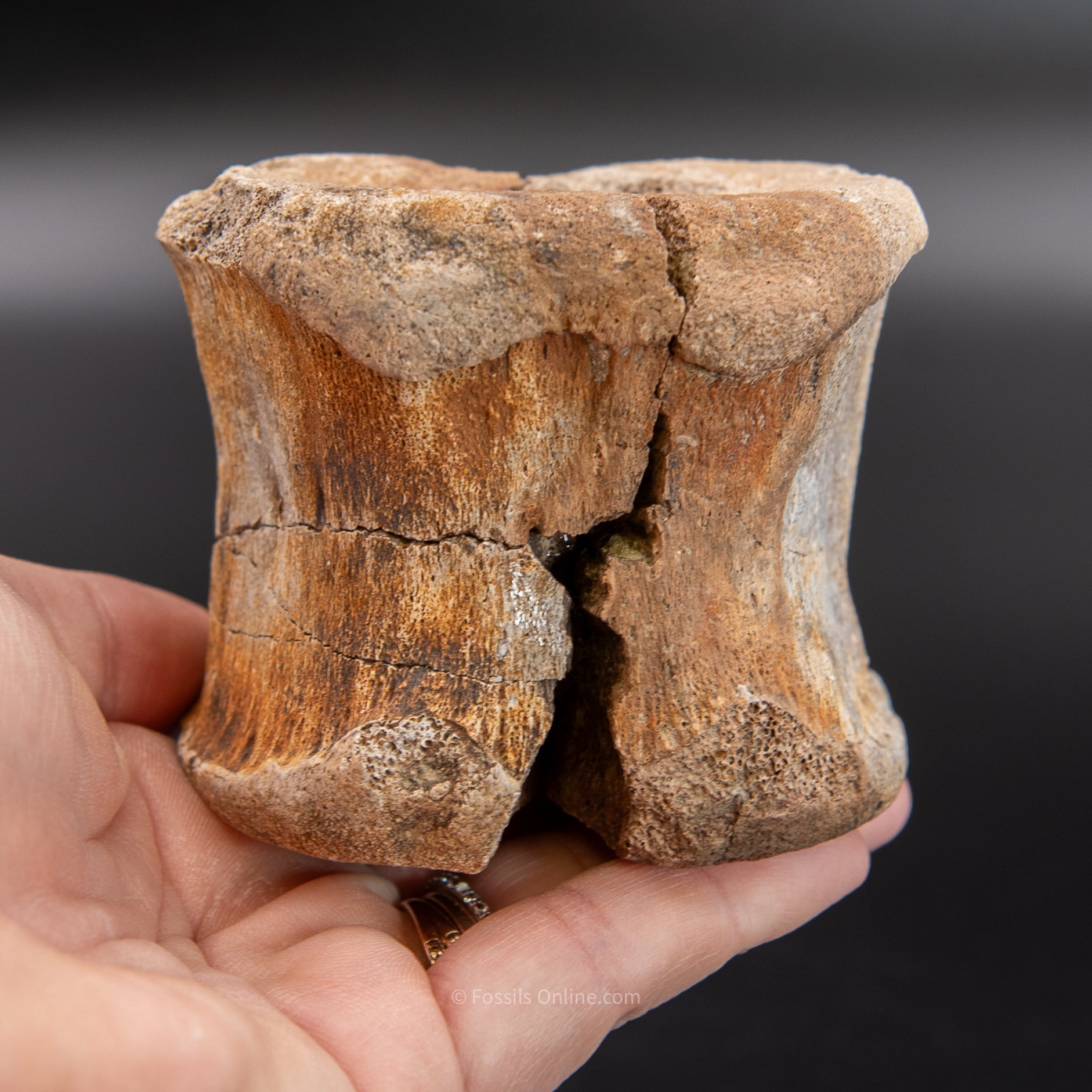 Edmontosaurus Vetrebra - Wyoming