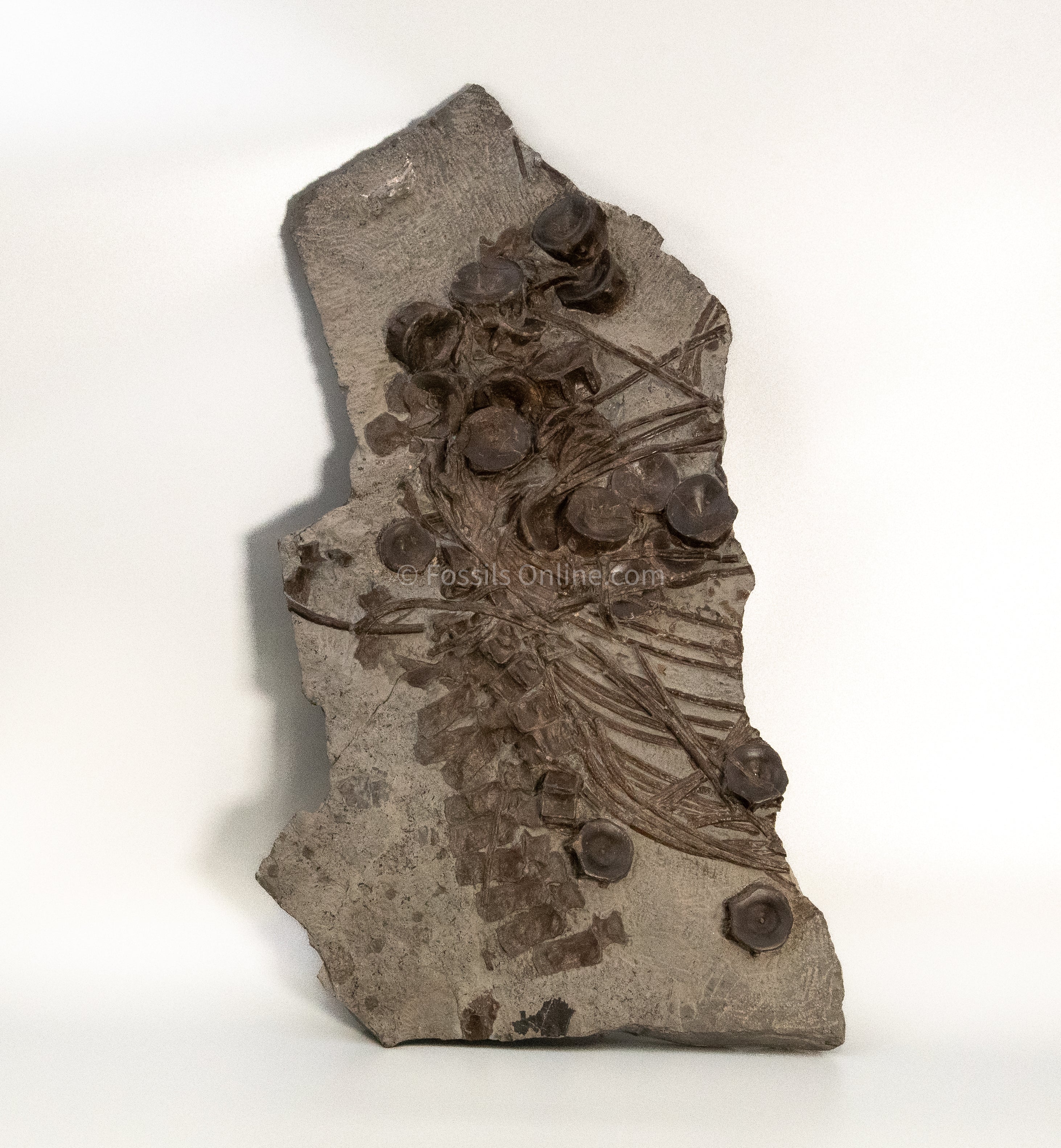 Ichthyosaurus Vertebrae and Ribs in Matrix
