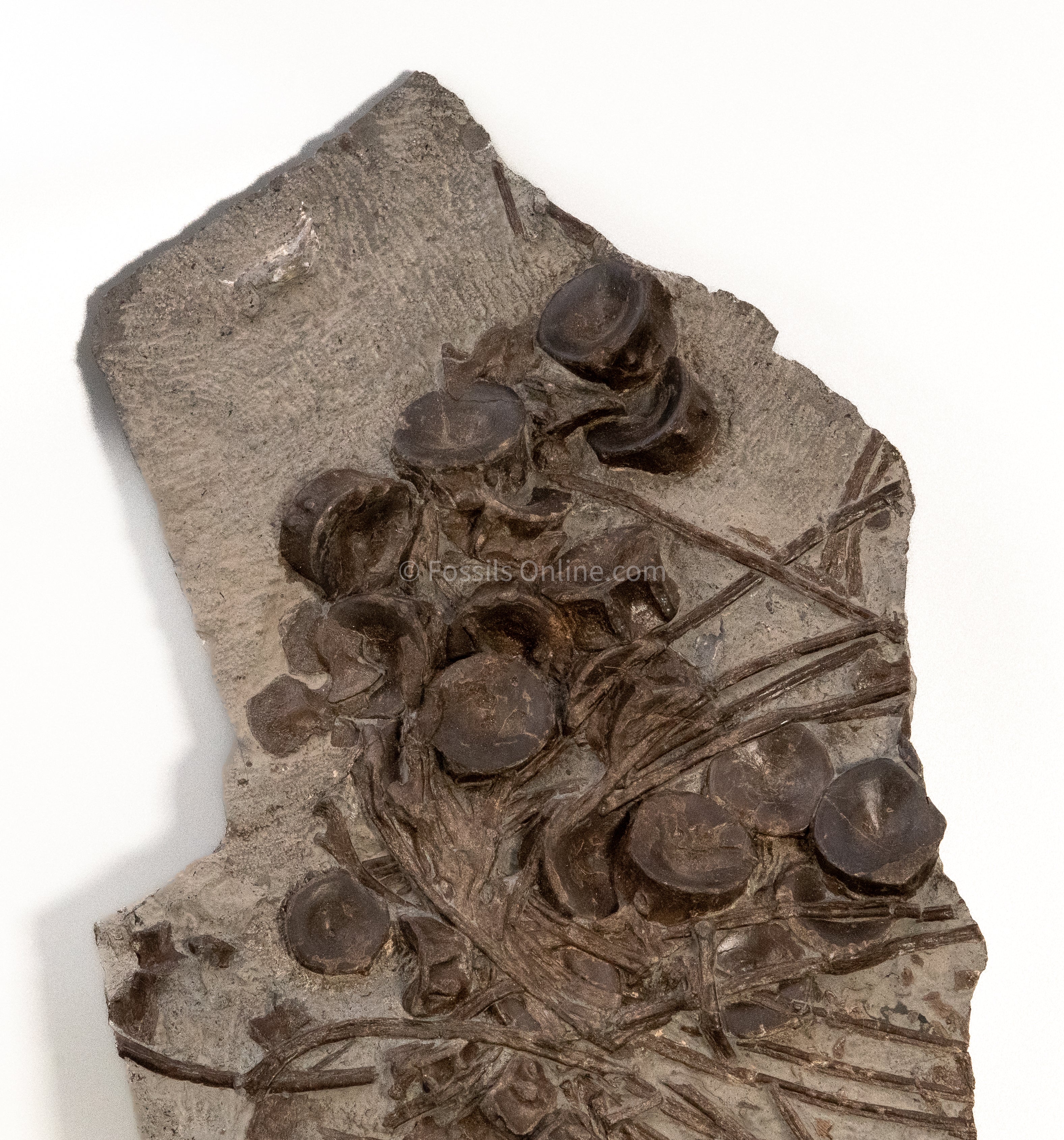 Ichthyosaurus Vertebrae and Ribs in Matrix