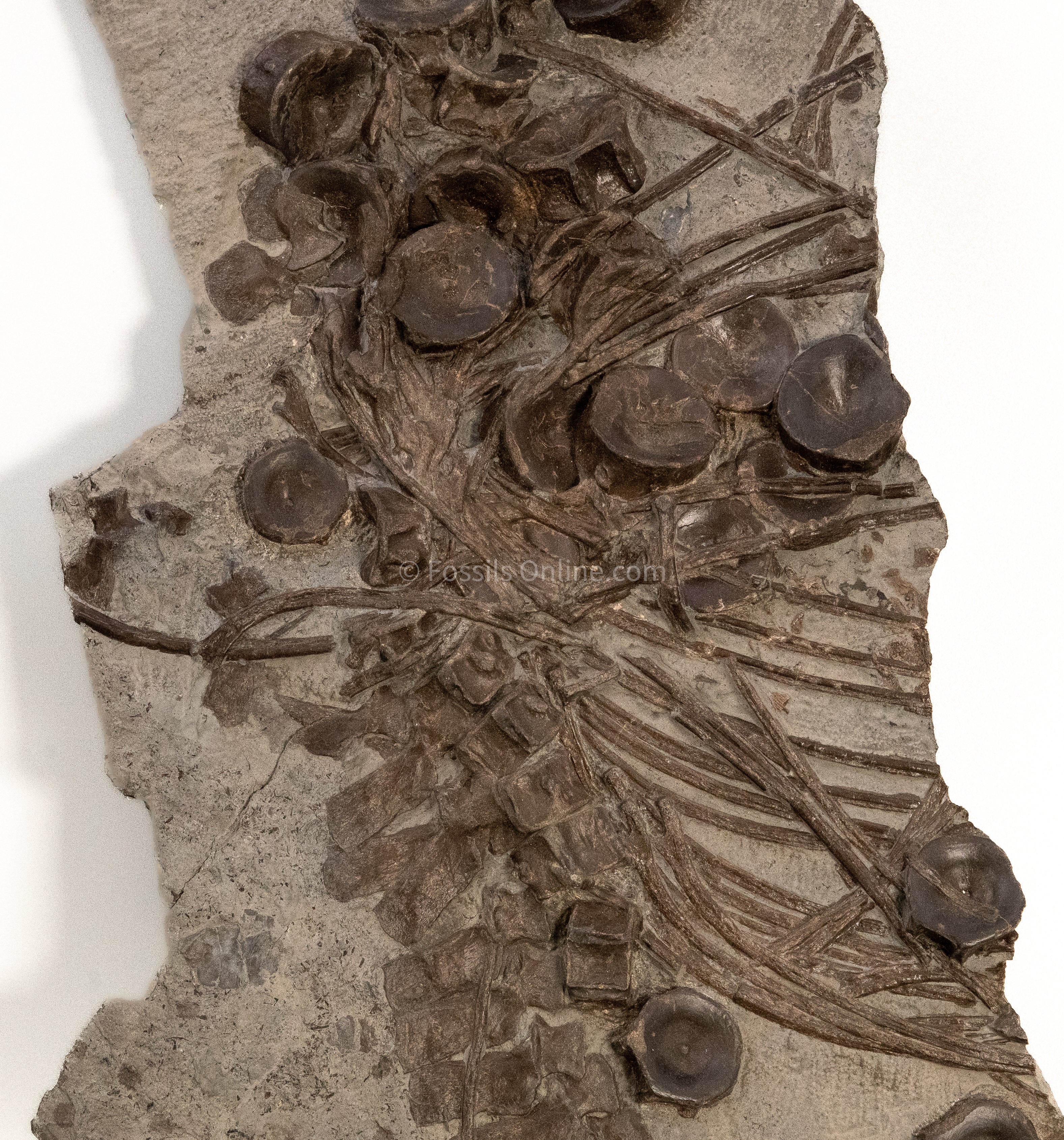 Ichthyosaurus Vertebrae and Ribs in Matrix