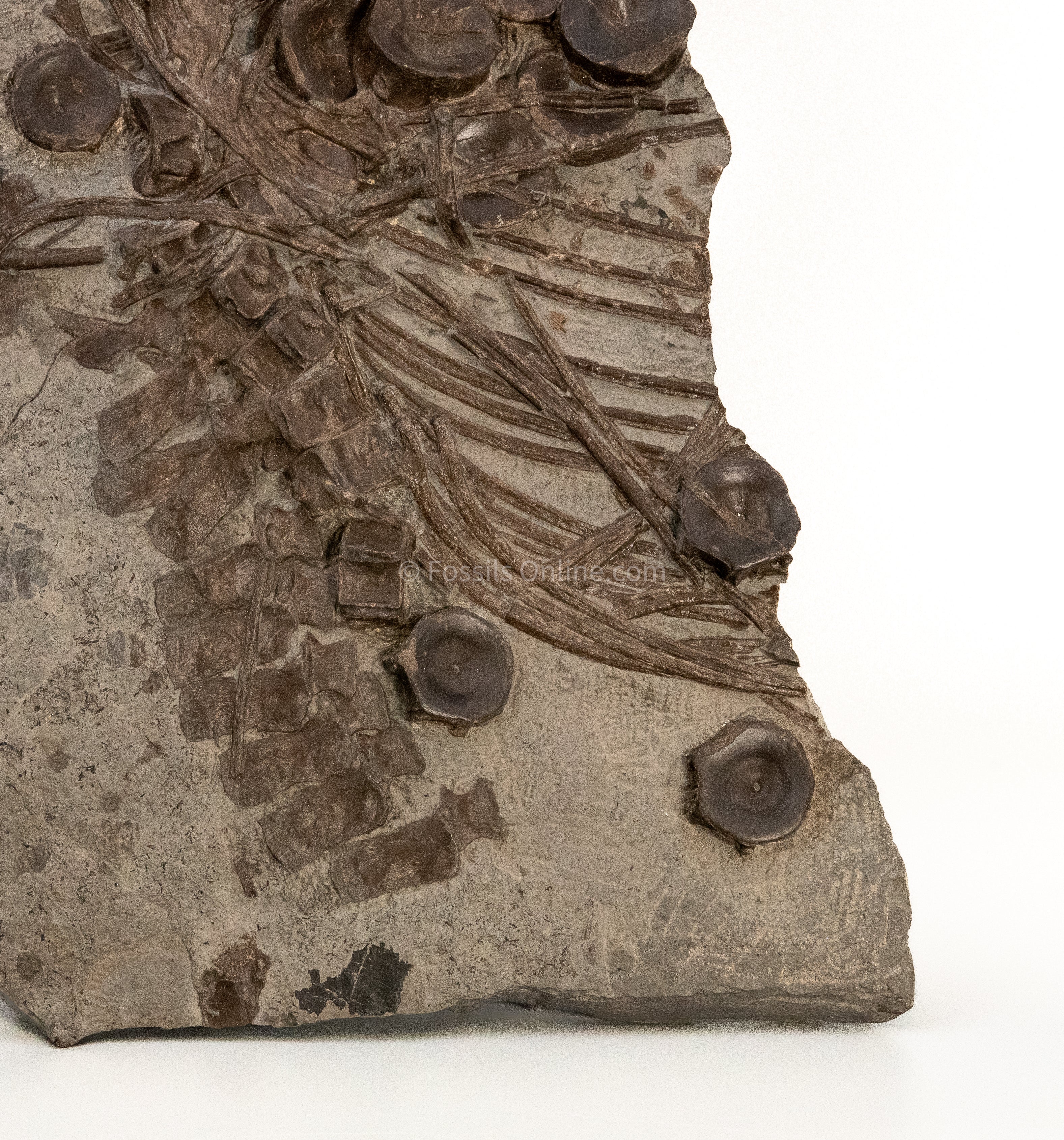 Ichthyosaurus Vertebrae and Ribs in Matrix