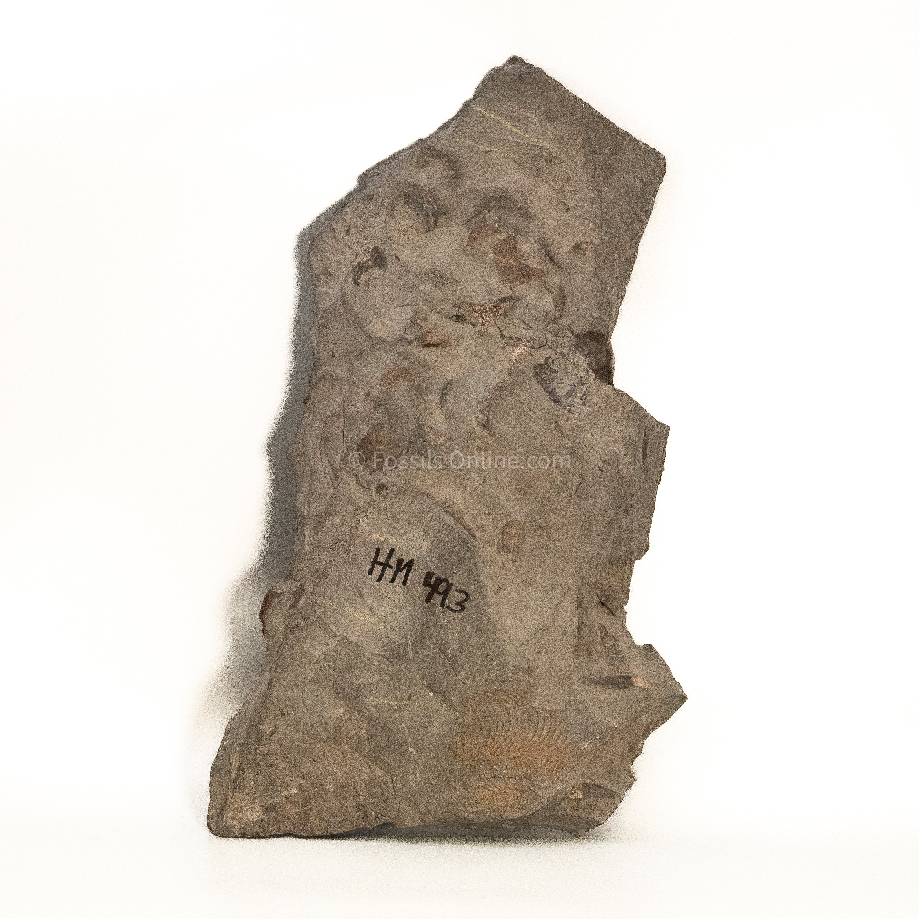 Ichthyosaurus Vertebrae and Ribs in Matrix